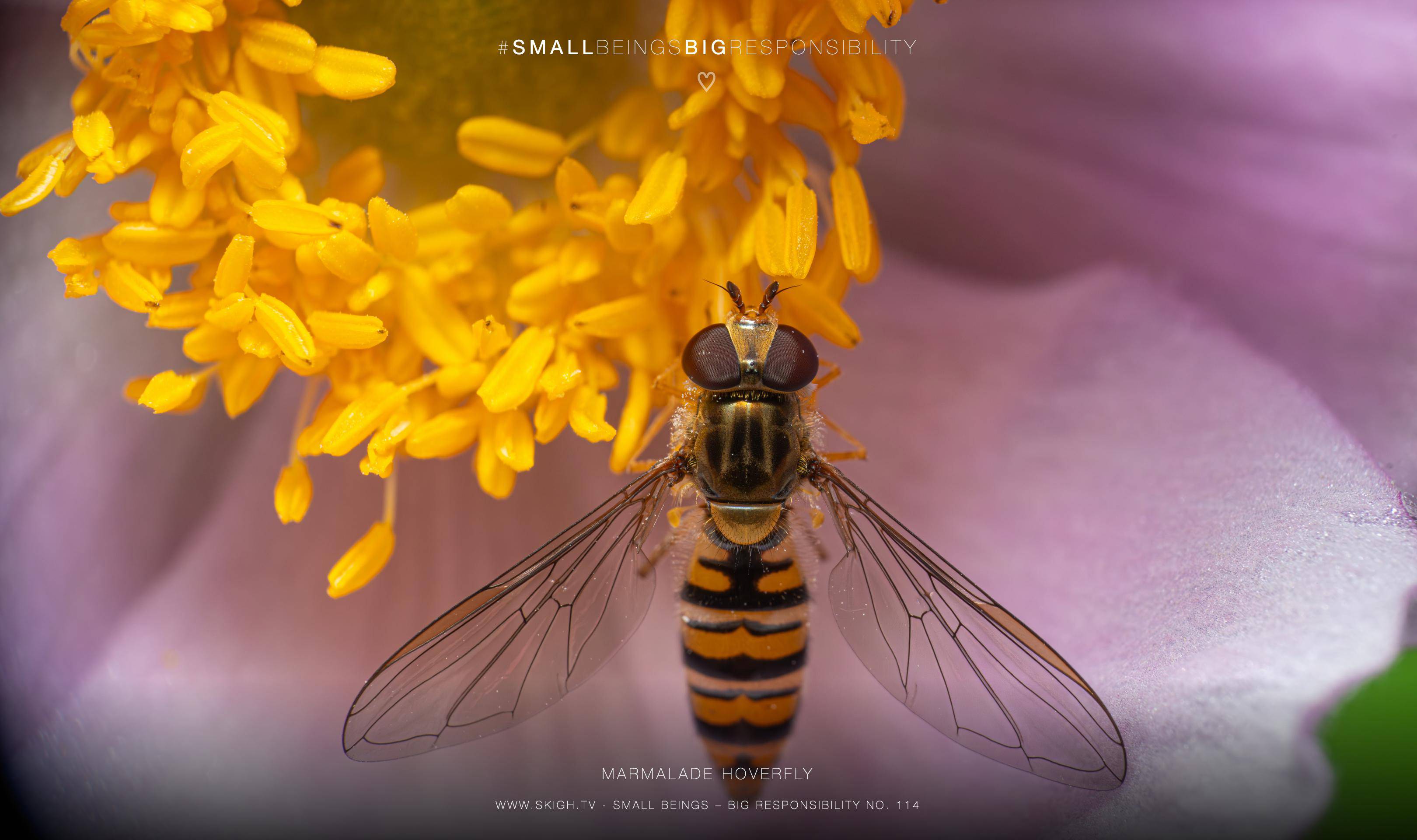 marmalade hoverfly | 1/250s * f14 * ISO 400 * 90mm - FE 90mm F2.8 Macro G OSS - Sony α7R V marmalade hoverfly
