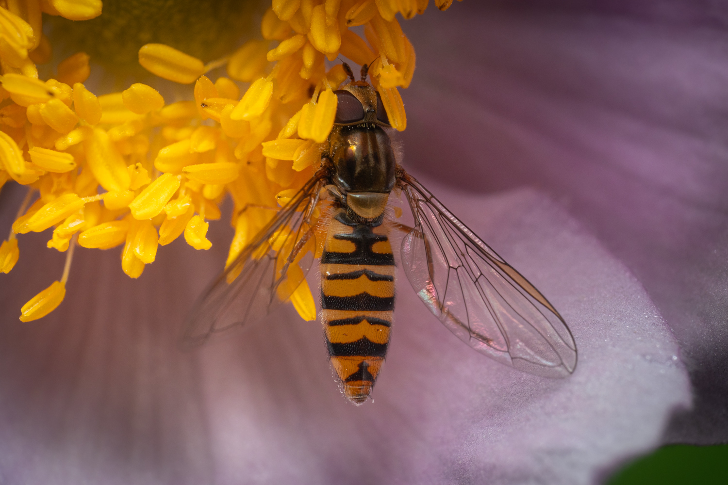 marmalade hoverfly | 1/250s * f14 * ISO 400 * 90mm - FE 90mm F2.8 Macro G OSS - Sony α7R V marmalade hoverfly