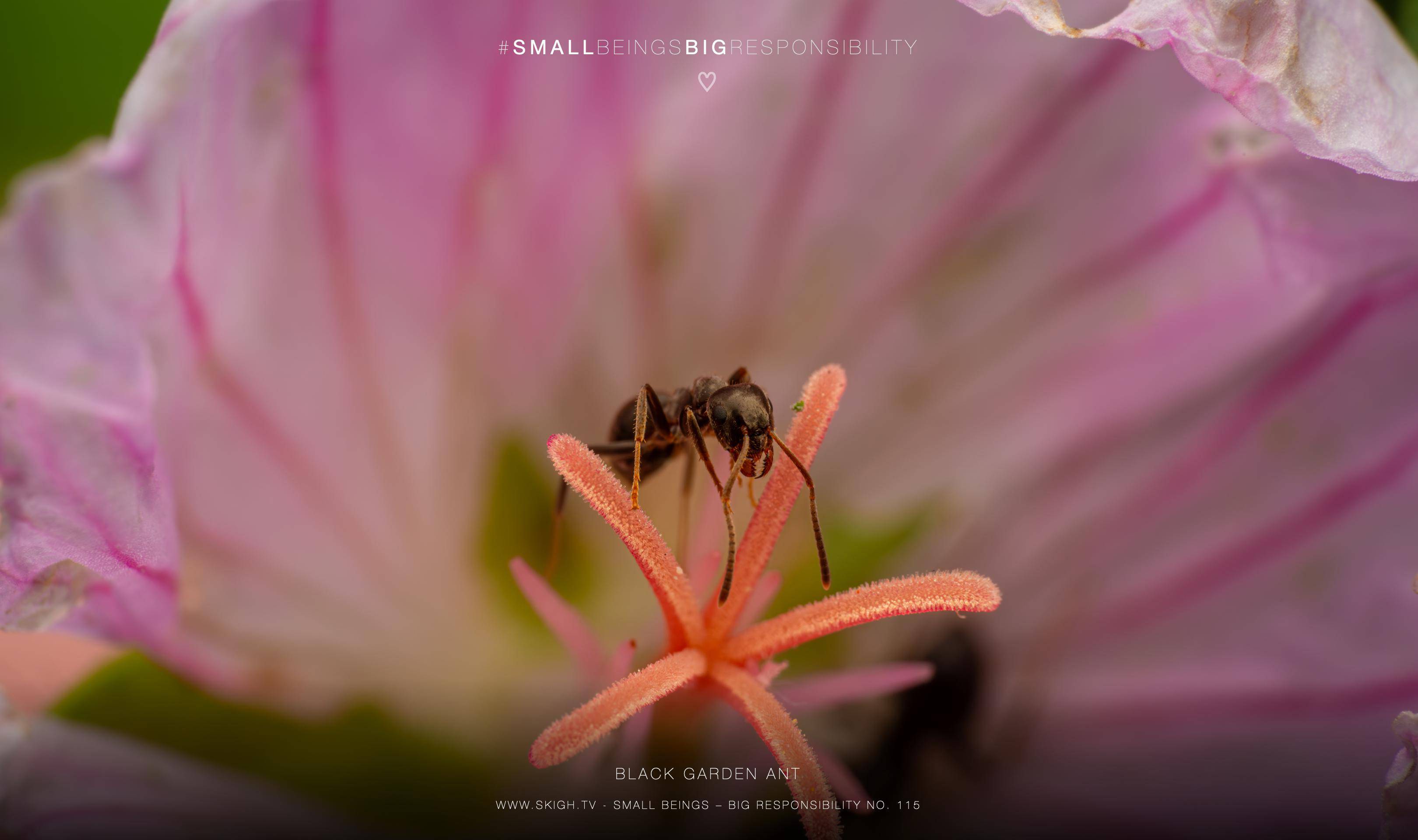 black garden ant | 1/200s * f14 * ISO 200 * 90mm - FE 90mm F2.8 Macro G OSS - Sony α7R V black garden ant