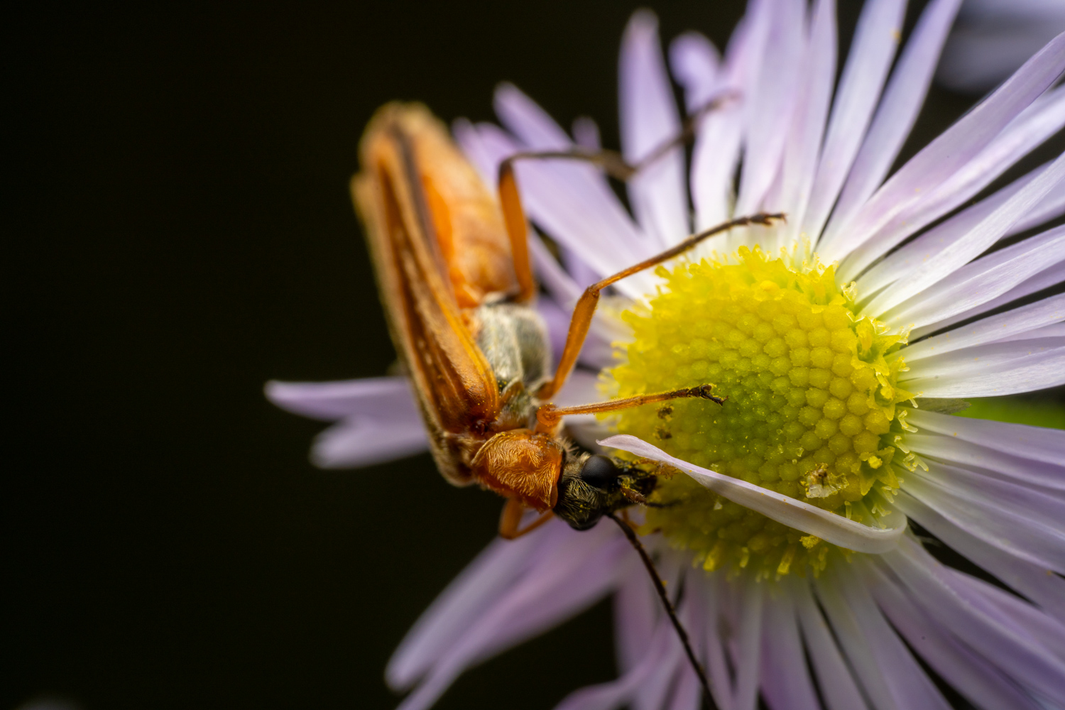 false blister beetle | 1/160s * f14 * ISO 200 * 90mm - FE 90mm F2.8 Macro G OSS - Sony α7R V false blister beetle