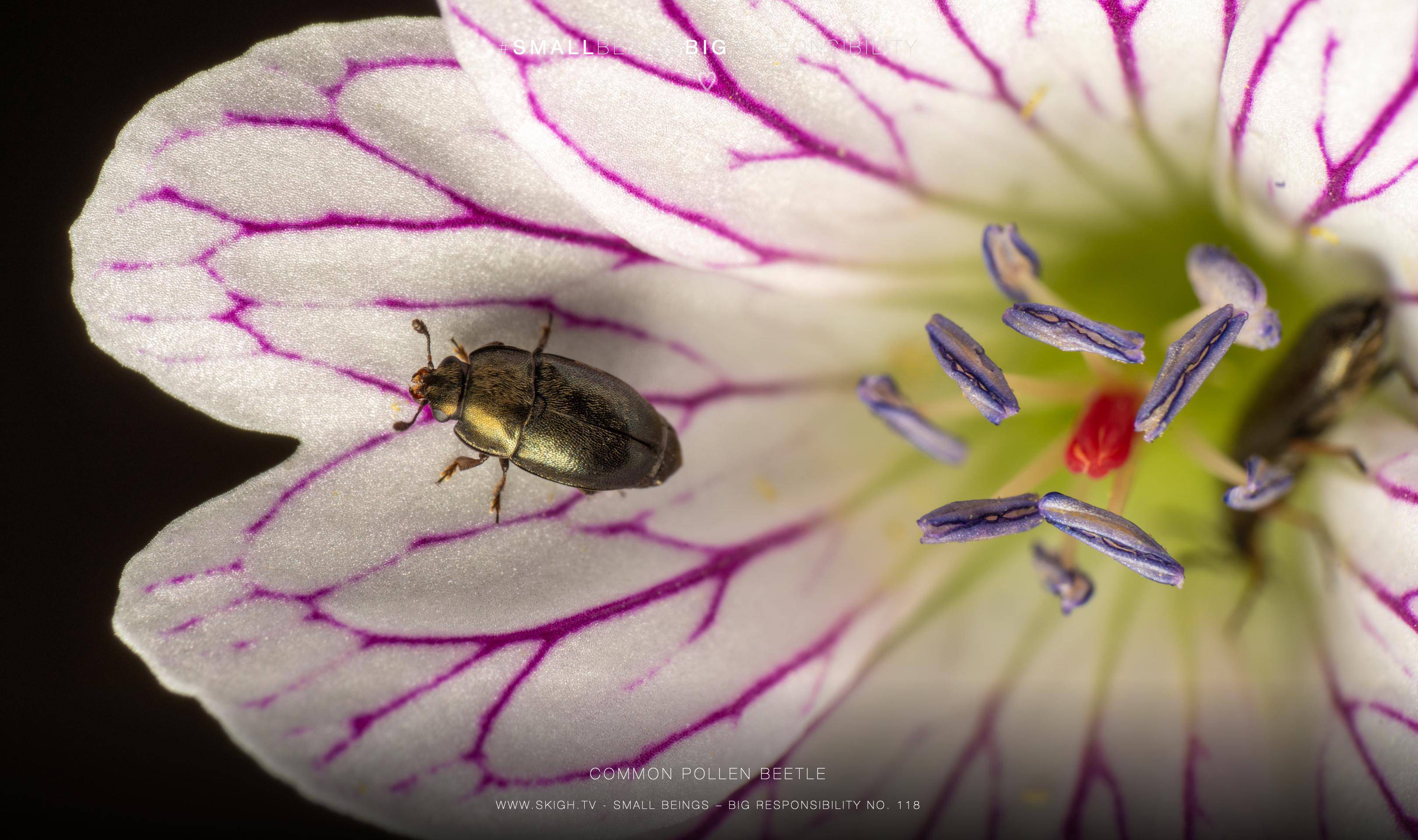 common pollen beetle | 1/100s * f14 * ISO 50 * 90mm - FE 90mm F2.8 Macro G OSS - Sony α7R III common pollen beetle