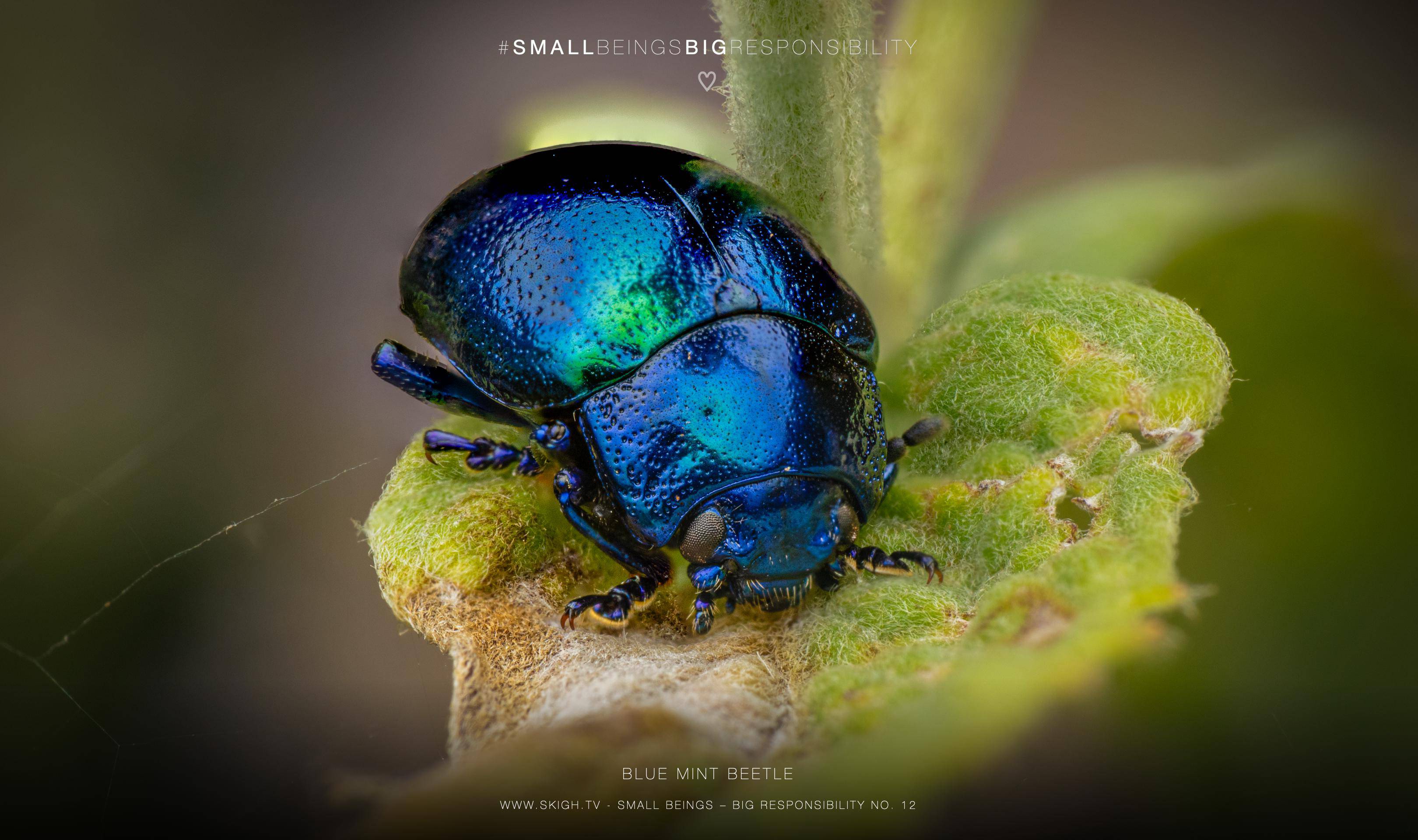 Blue mint beetle | 1/160s * f14 * ISO 200 * 90mm - FE 90mm F2.8 Macro G OSS - Sony α7R V Blue mint beetle