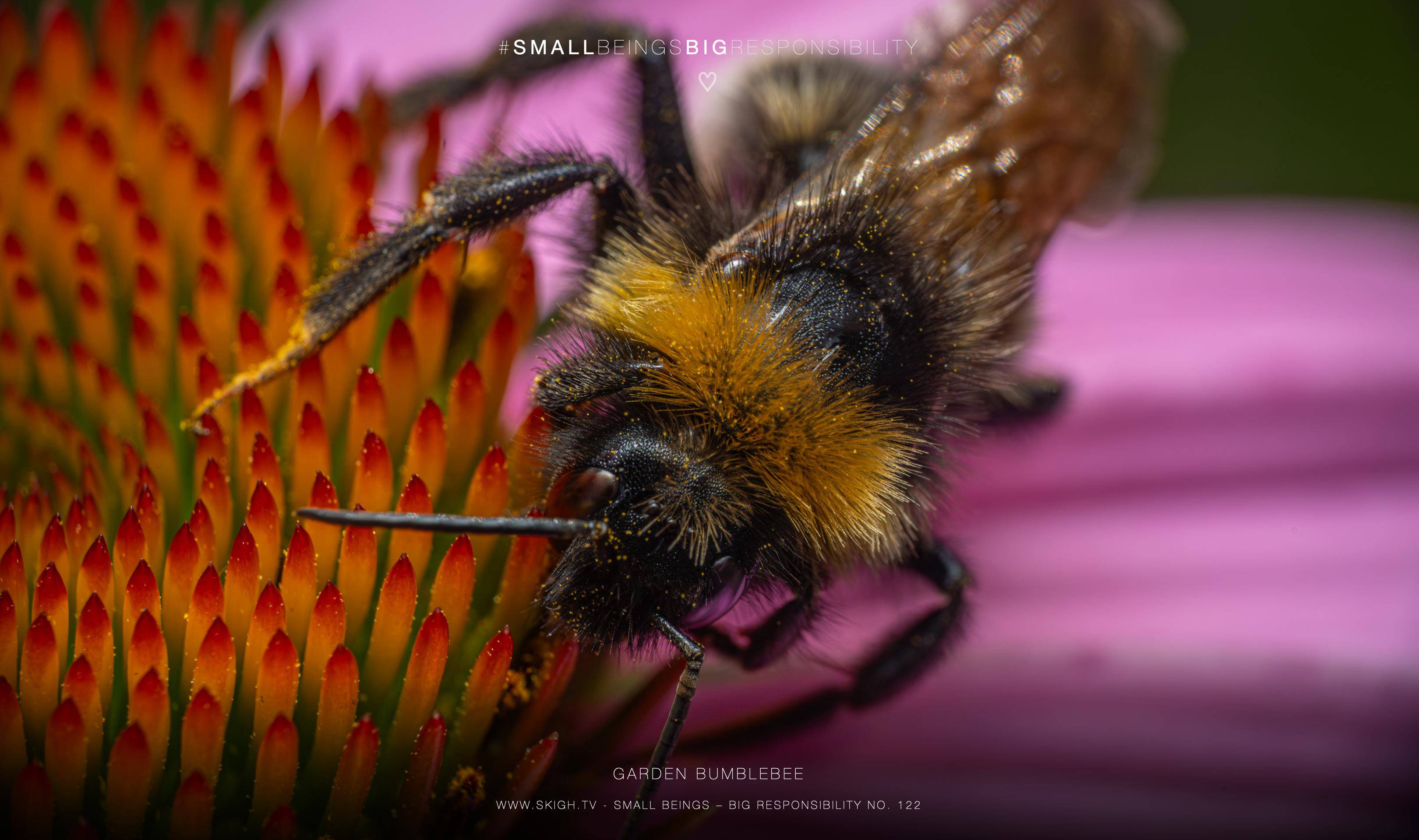 garden bumblebee | 1/250s * f14 * ISO 400 * 90mm - FE 90mm F2.8 Macro G OSS - Sony α7R V garden bumblebee