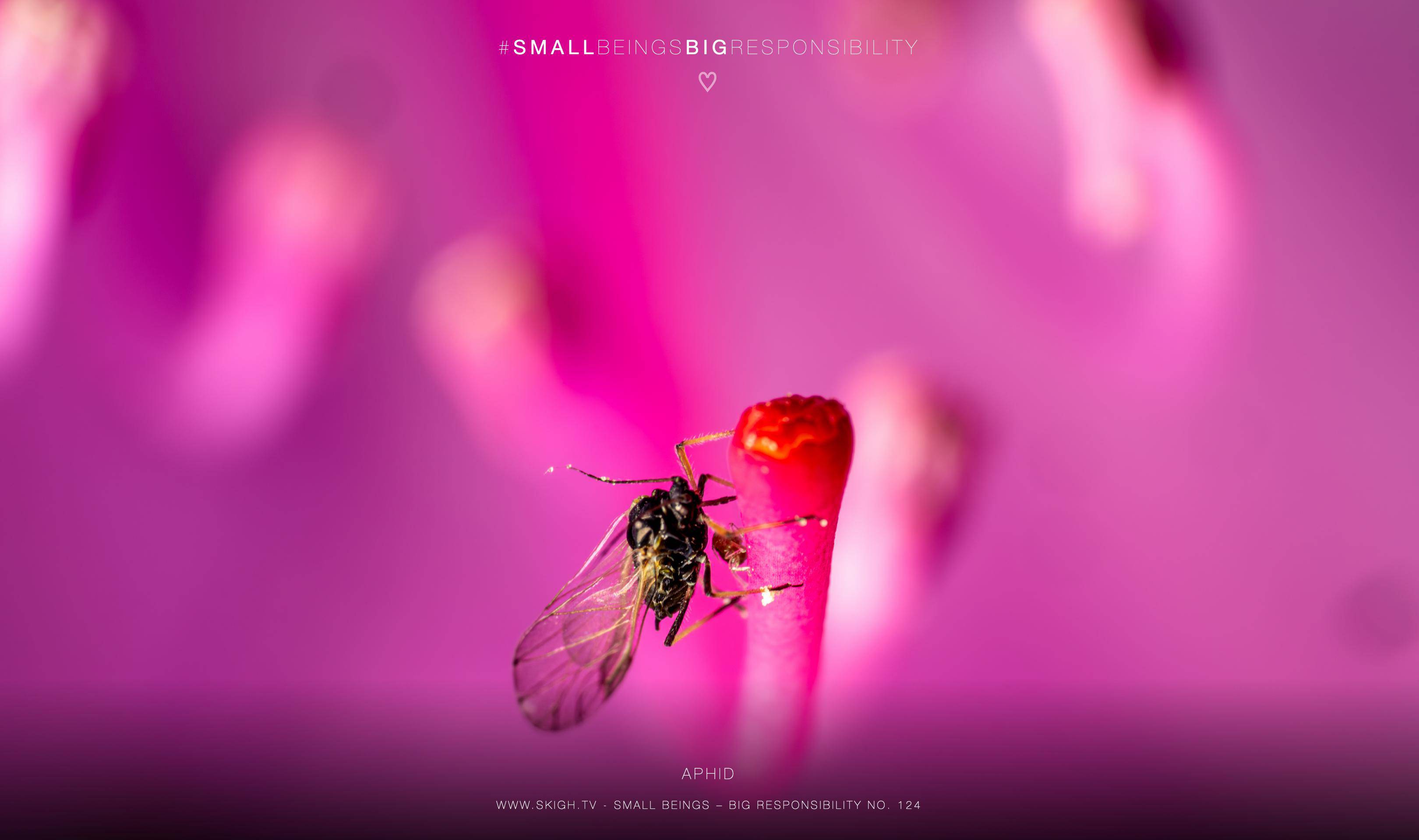 Aphid | 1/250s * f14 * ISO 100 * 90mm - FE 90mm F2.8 Macro G OSS - Sony α7R V Aphid