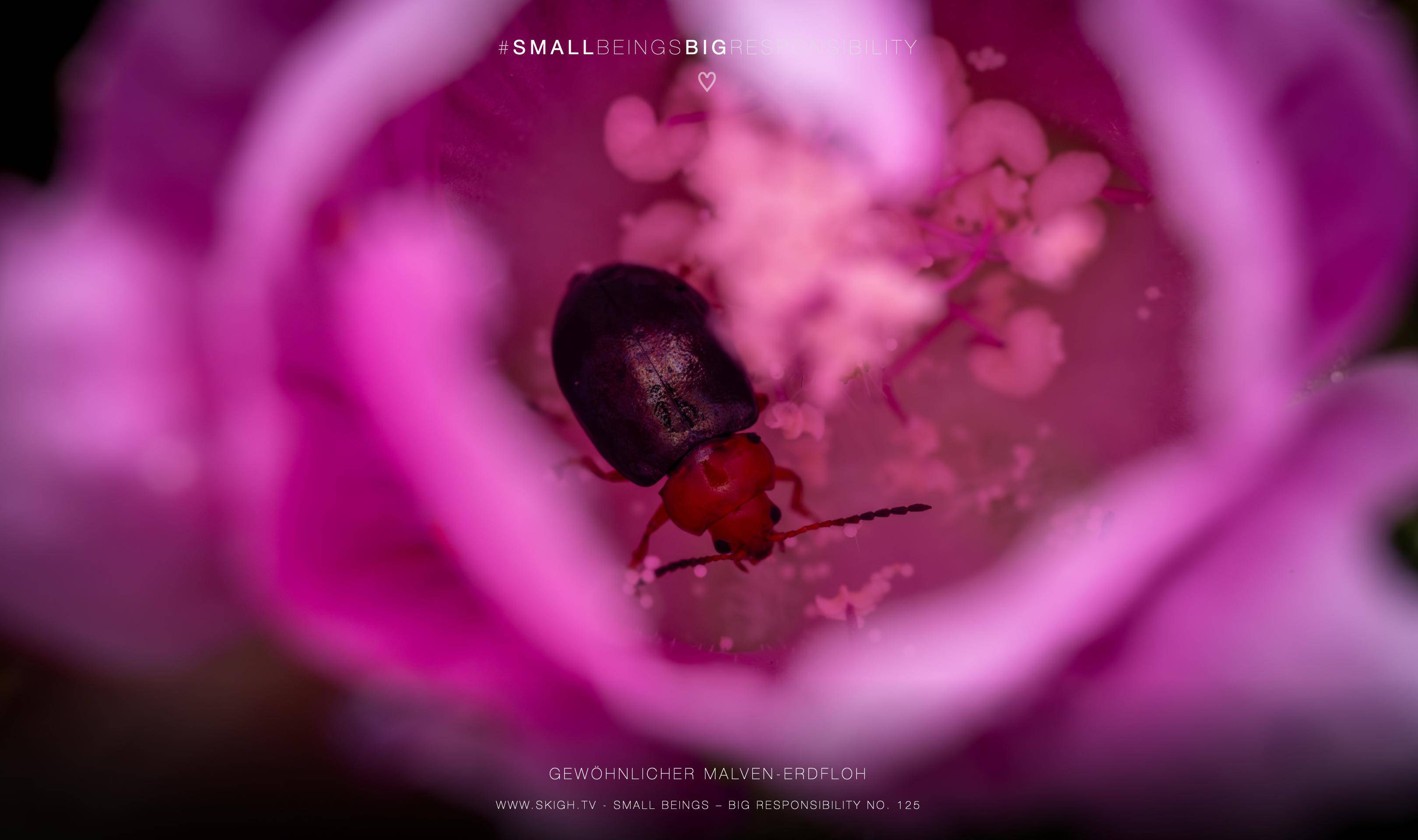 Gewöhnlicher Malven-Erdfloh | 1/250s * f14 * ISO 400 * 90mm - FE 90mm F2.8 Macro G OSS - Sony α7R V Gewöhnlicher Malven-Erdfloh