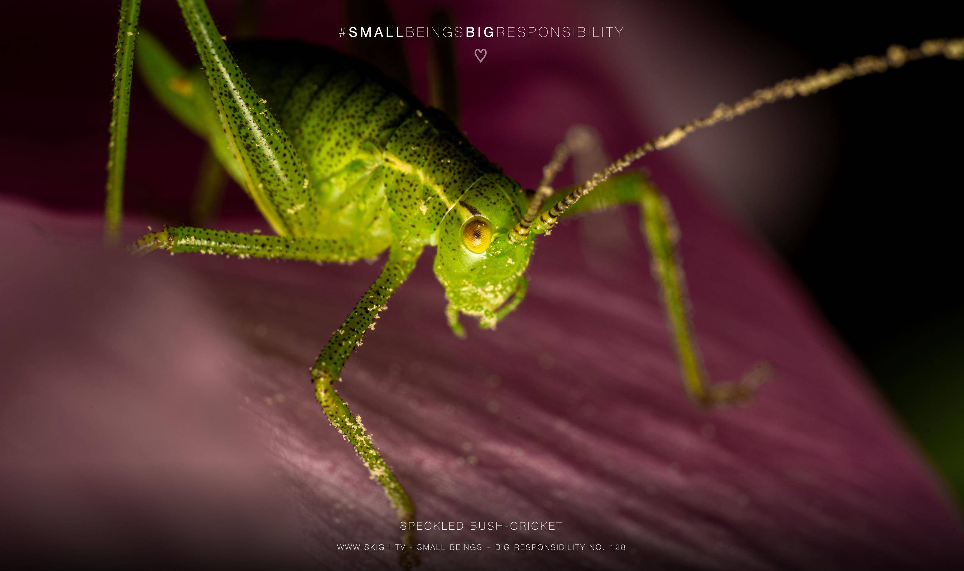 Speckled Bush-cricket | 1/200s * f14 * ISO 160 * 90mm - FE 90mm F2.8 Macro G OSS - Sony α7R III Speckled Bush-cricket
