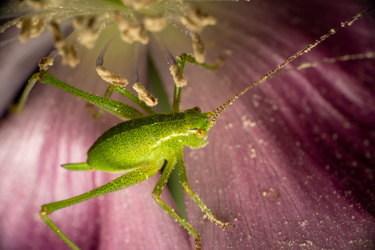 Speckled Bush-cricket | 1/200s * f14 * ISO 160 * 90mm - FE 90mm F2.8 Macro G OSS - Sony α7R III Speckled Bush-cricket