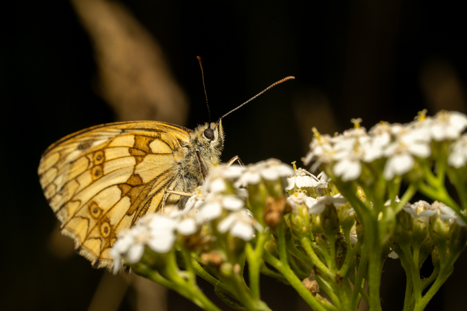 Marbled White | 1/250s * f16 * ISO 400 * 90mm - FE 90mm F2.8 Macro G OSS - Sony α7R V Marbled White