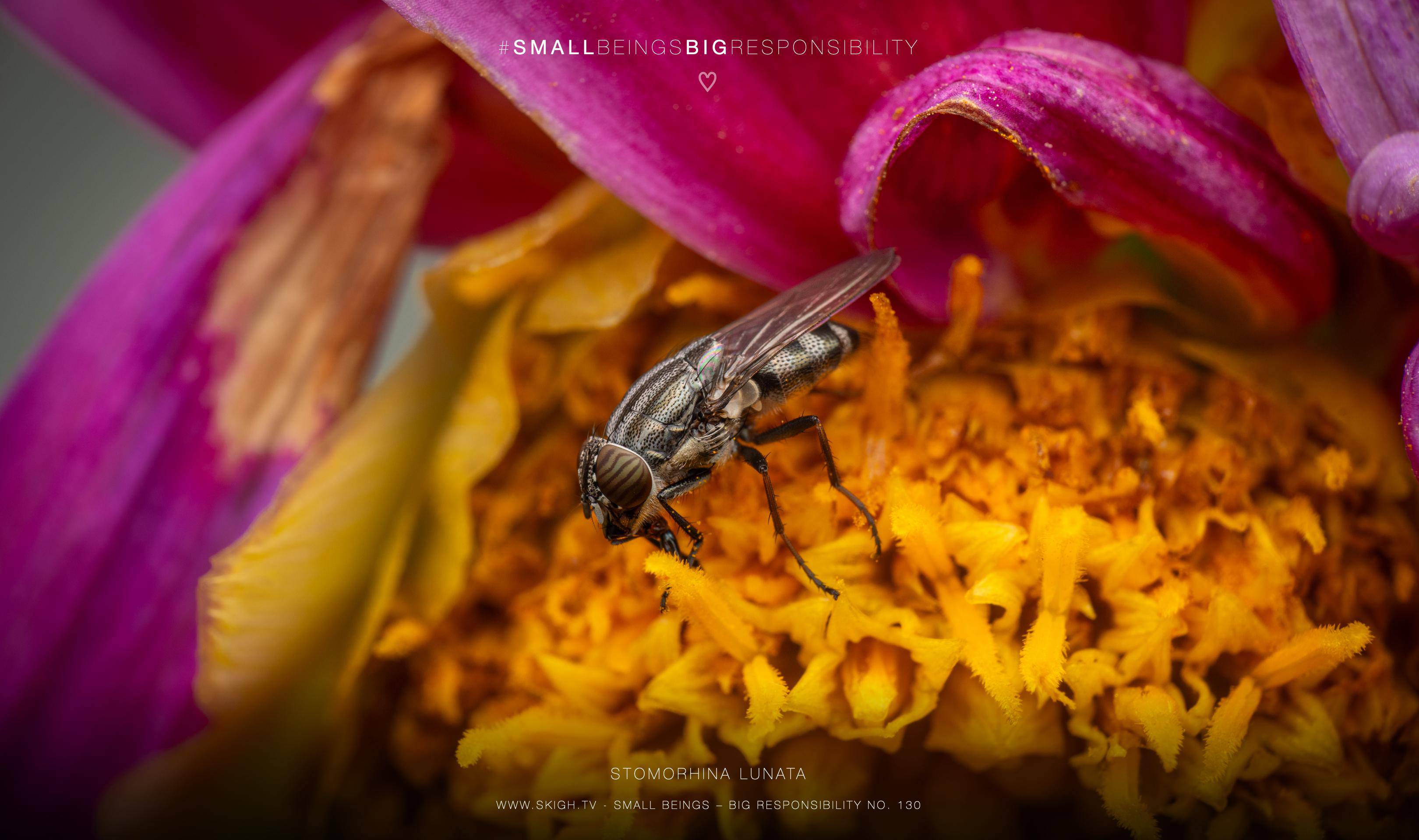 Stomorhina lunata | 1/250s * f14 * ISO 200 * 90mm - FE 90mm F2.8 Macro G OSS - Sony α7R V Stomorhina lunata