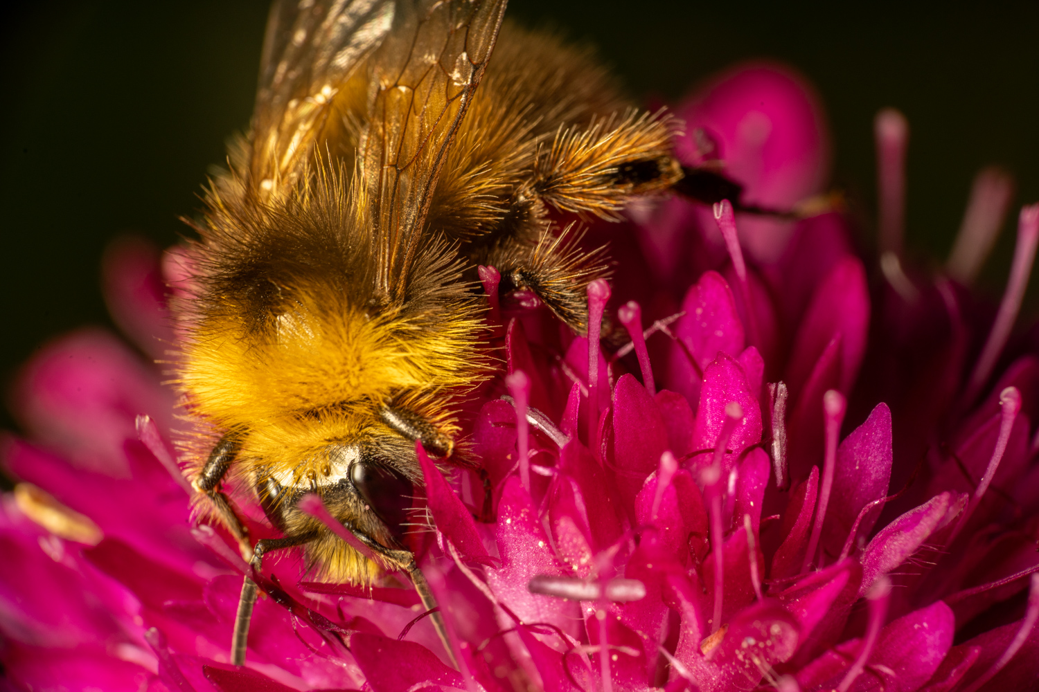 garden bumblebee | 1/250s * f14 * ISO 400 * 90mm - FE 90mm F2.8 Macro G OSS - Sony α7R V garden bumblebee