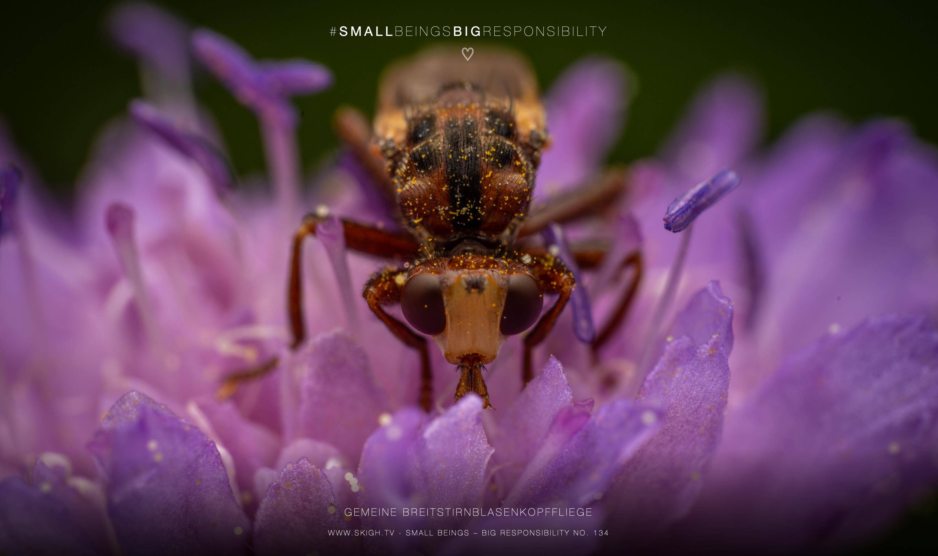 Gemeine Breitstirnblasenkopffliege | 1/250s * f13 * ISO 200 * 90mm - FE 90mm F2.8 Macro G OSS - Sony α7R V Gemeine Breitstirnblasenkopffliege