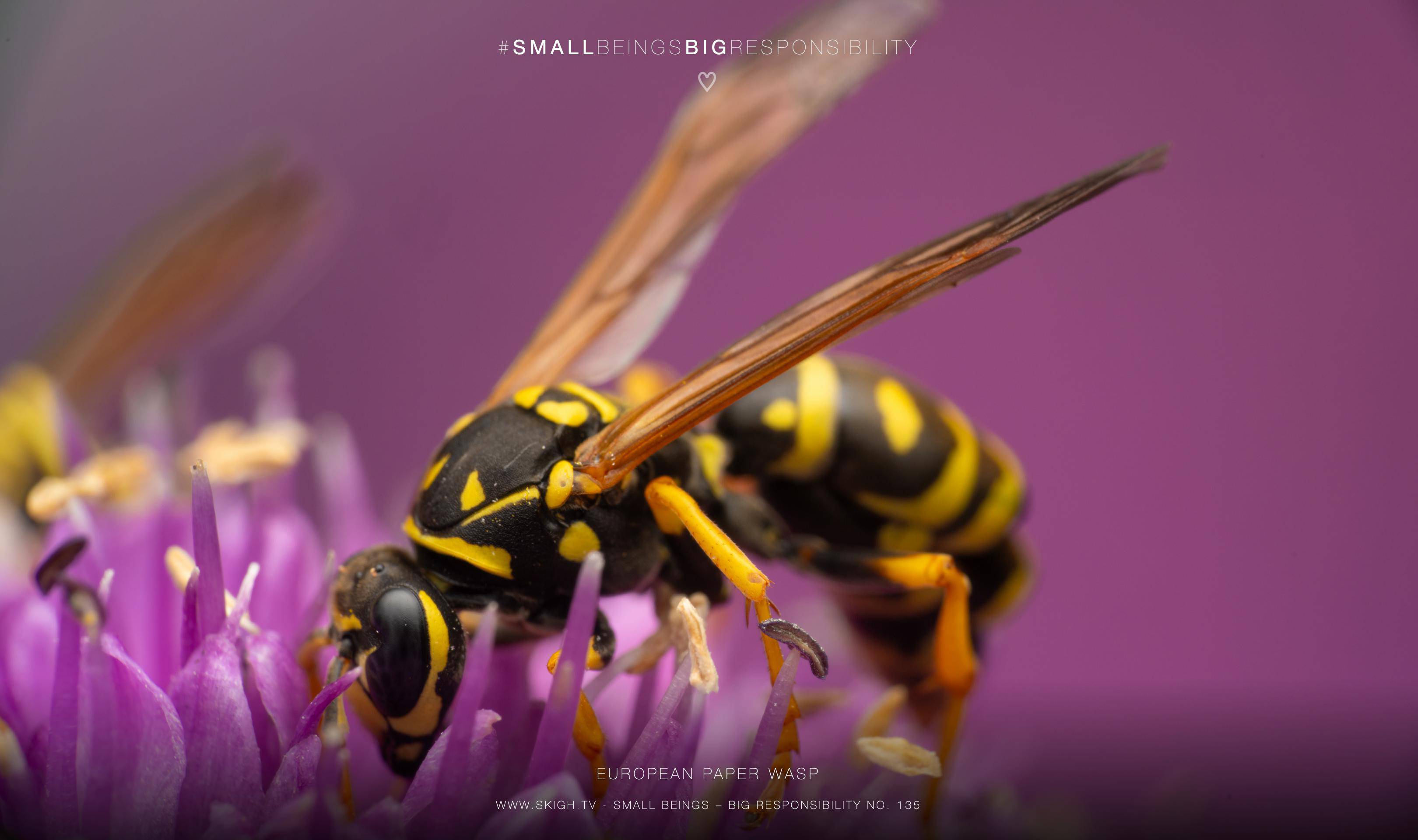 European paper wasp | 1/200s * f14 * ISO 200 * 90mm - FE 90mm F2.8 Macro G OSS - Sony α7R V European paper wasp