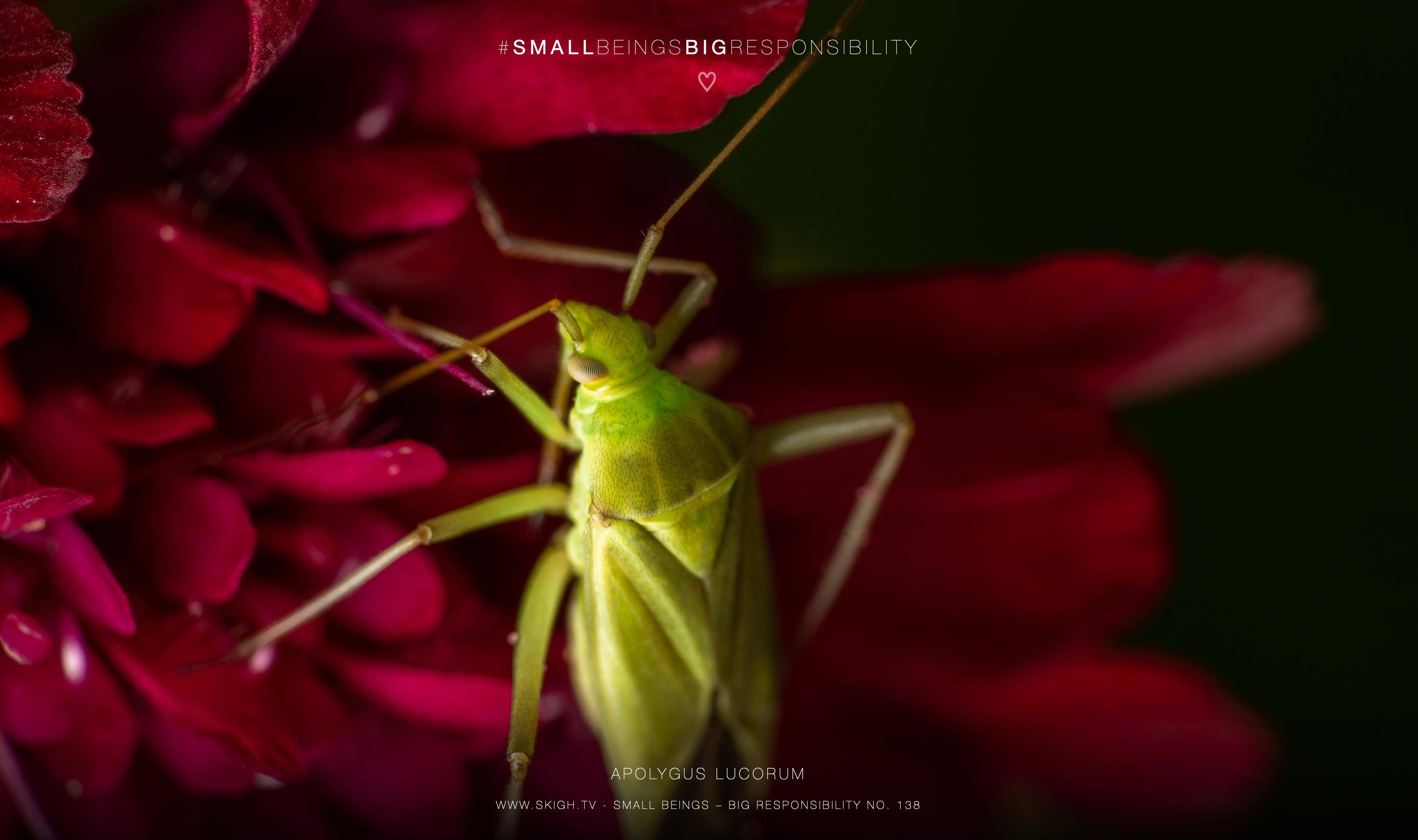 Apolygus lucorum | 1/200s * f14 * ISO 400 * 90mm - FE 90mm F2.8 Macro G OSS - Sony α7R III Apolygus lucorum