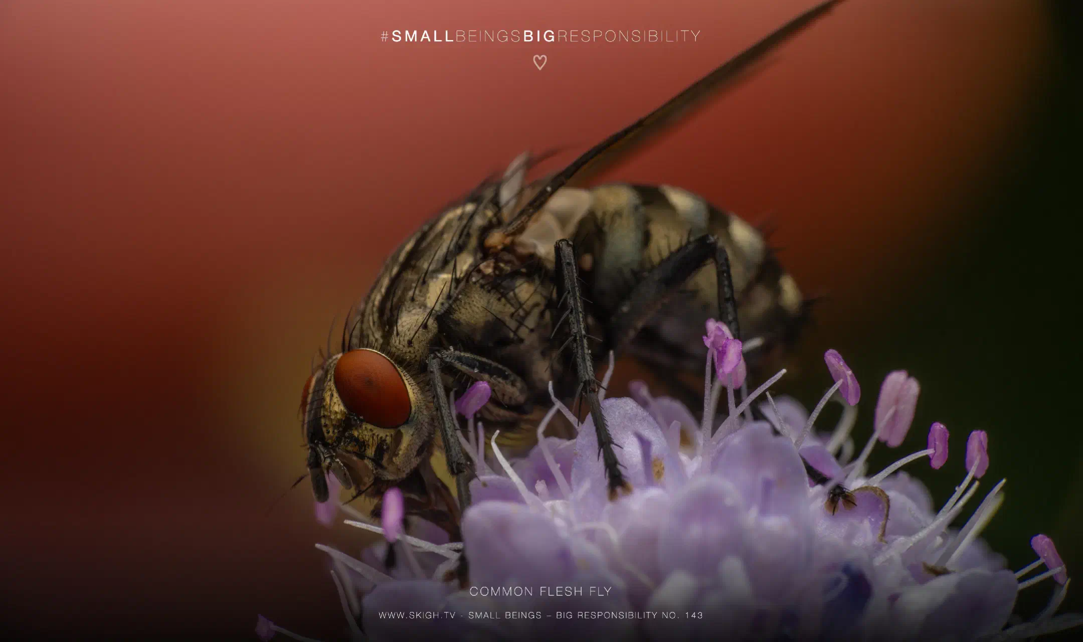 Common Flesh Fly