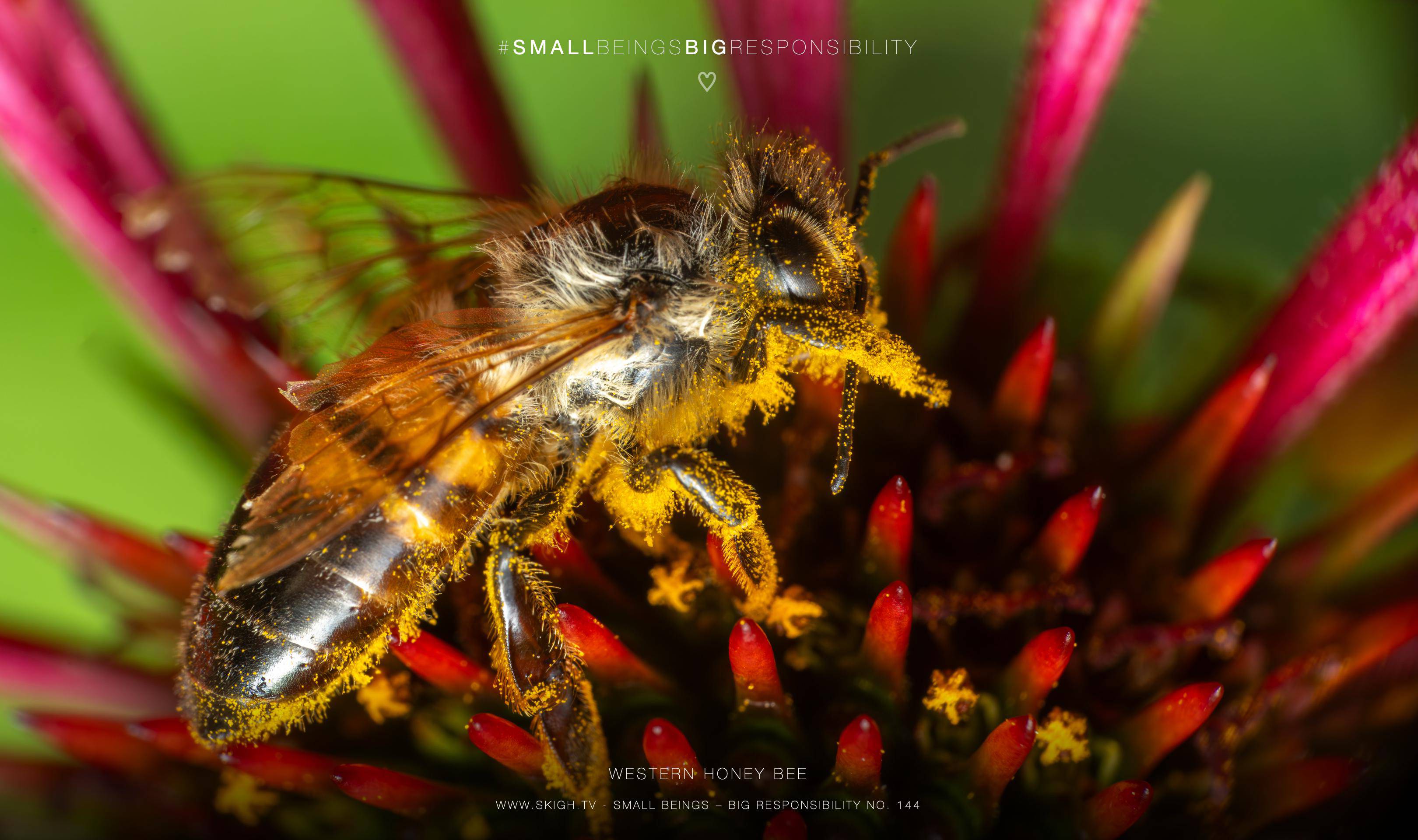 Western Honey Bee | 1/250s * f14 * ISO 400 * 90mm - FE 90mm F2.8 Macro G OSS - Sony α7R V Western Honey Bee