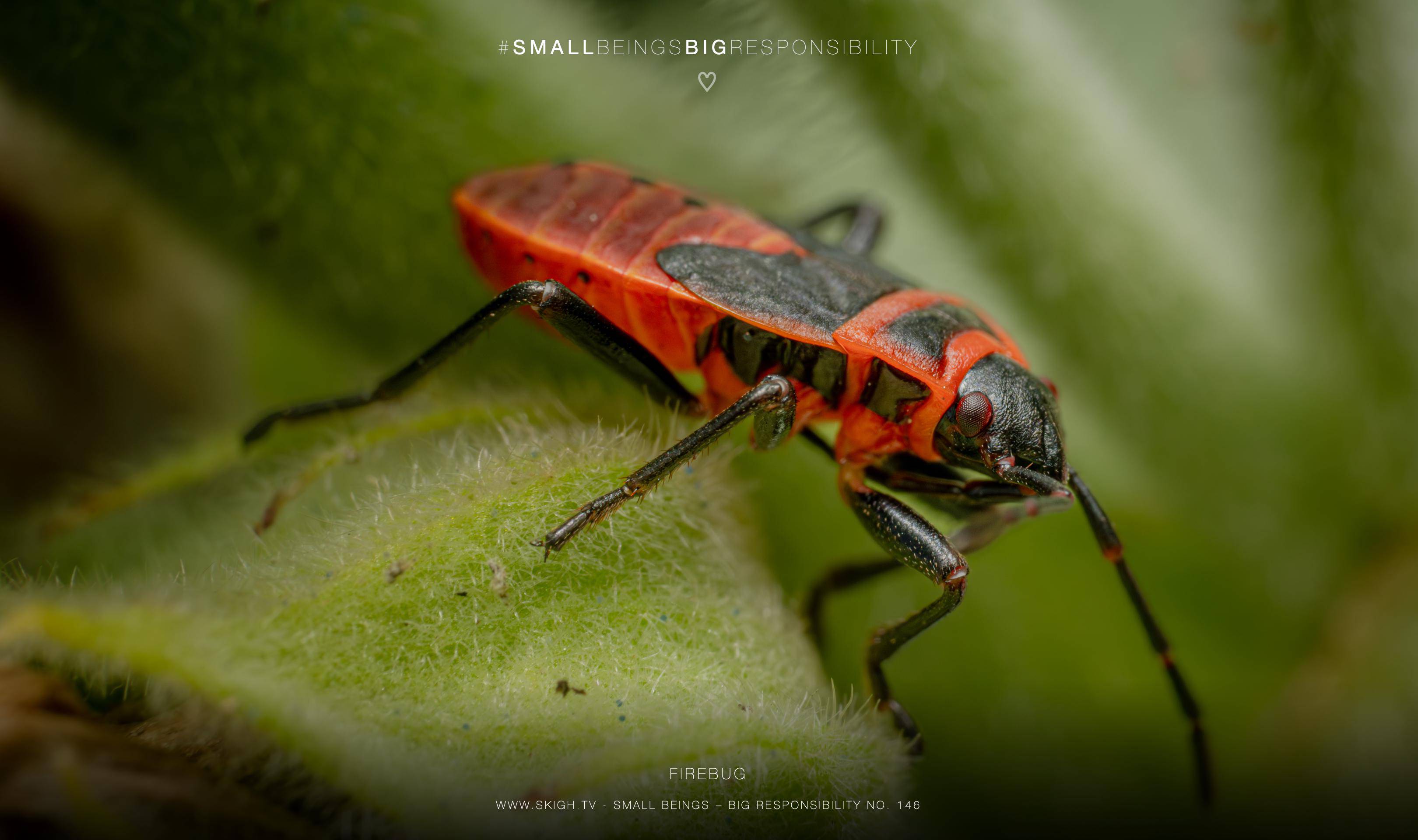 Firebug | 1/250s * f14 * ISO 400 * 90mm - FE 90mm F2.8 Macro G OSS - Sony α7R V Firebug