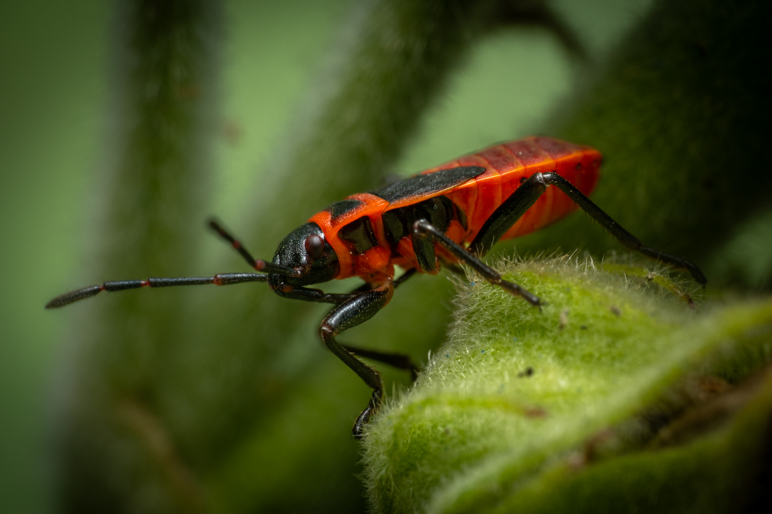 Firebug | 1/250s * f14 * ISO 400 * 90mm - FE 90mm F2.8 Macro G OSS - Sony α7R V Firebug