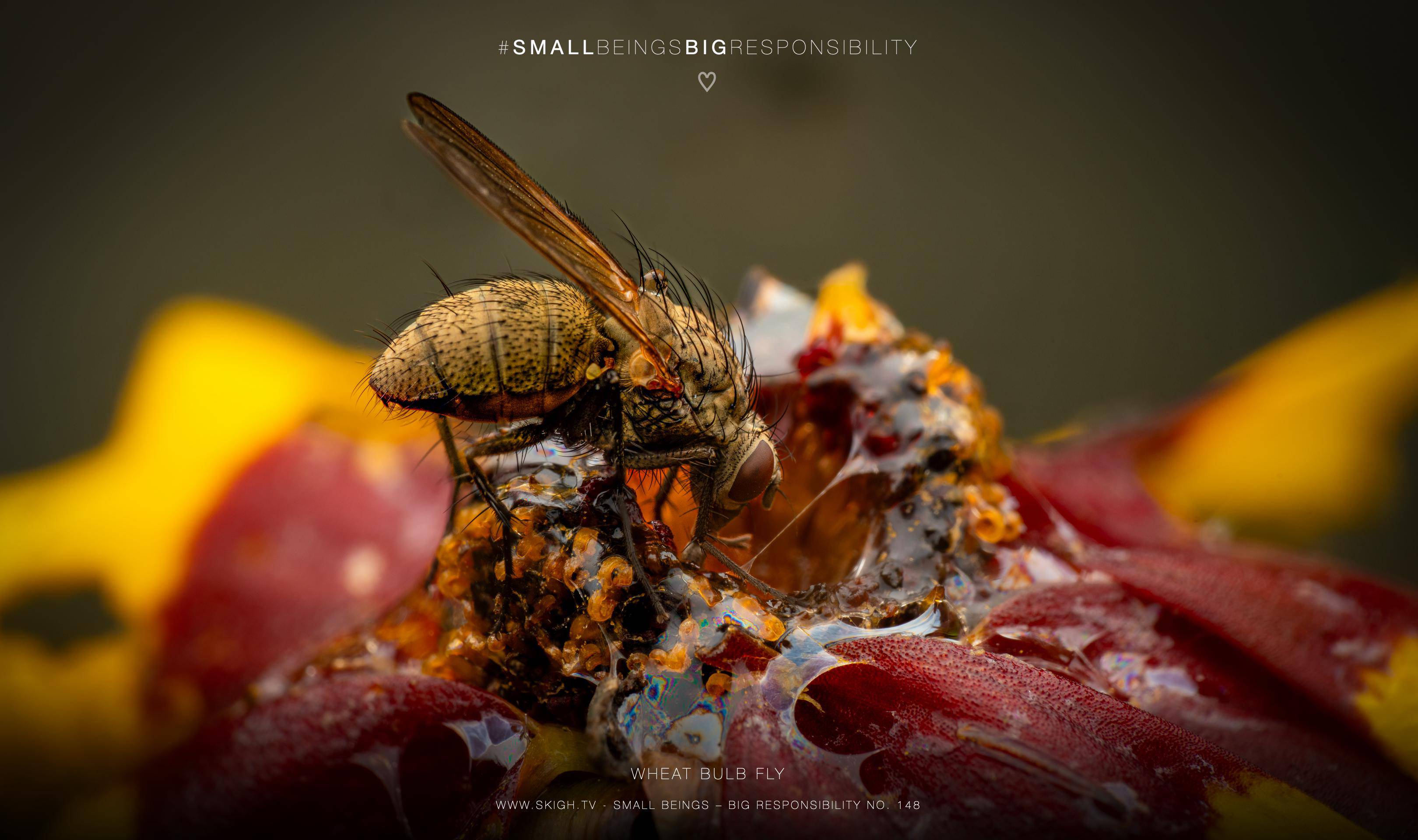 Wheat Bulb Fly | 1/250s * f14 * ISO 200 * 90mm - FE 90mm F2.8 Macro G OSS - Sony α7R V Wheat Bulb Fly