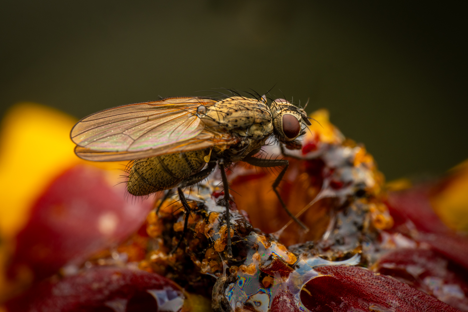 Wheat Bulb Fly | 1/250s * f14 * ISO 200 * 90mm - FE 90mm F2.8 Macro G OSS - Sony α7R V Wheat Bulb Fly