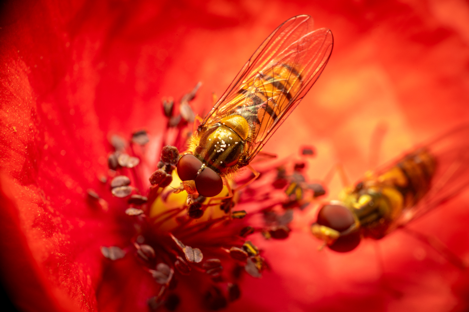 Marmalade Hover Fly | 1/200s * f16 * ISO 400 * 90mm - FE 90mm F2.8 Macro G OSS - Sony α7R V Marmalade Hover Fly