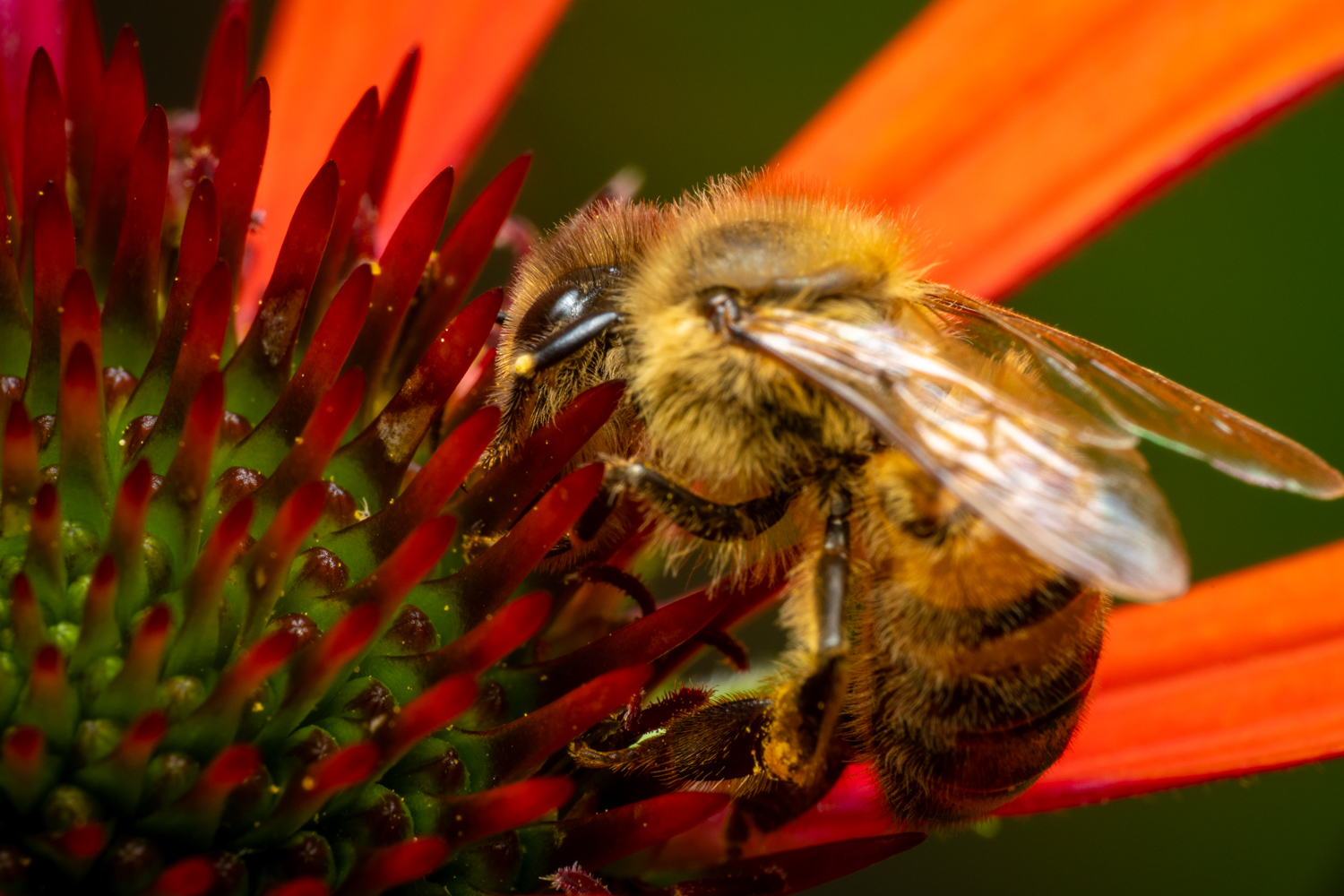 Western Honey Bee | 1/250s * f20 * ISO 400 * 90mm - FE 90mm F2.8 Macro G OSS - Sony α7R V Western Honey Bee