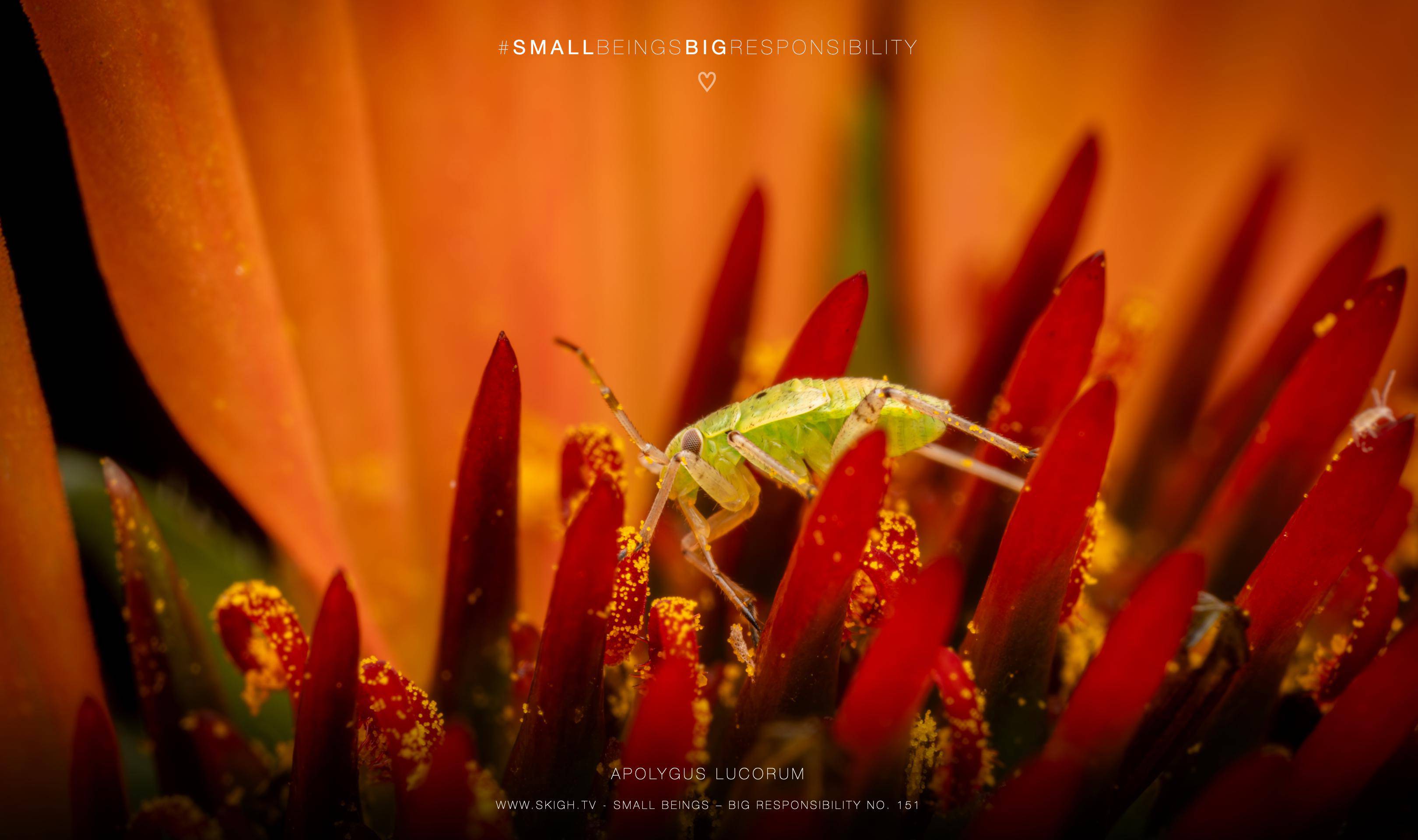 Apolygus lucorum | 1/200s * f16 * ISO 200 * 90mm - FE 90mm F2.8 Macro G OSS - Sony α7R V Apolygus lucorum