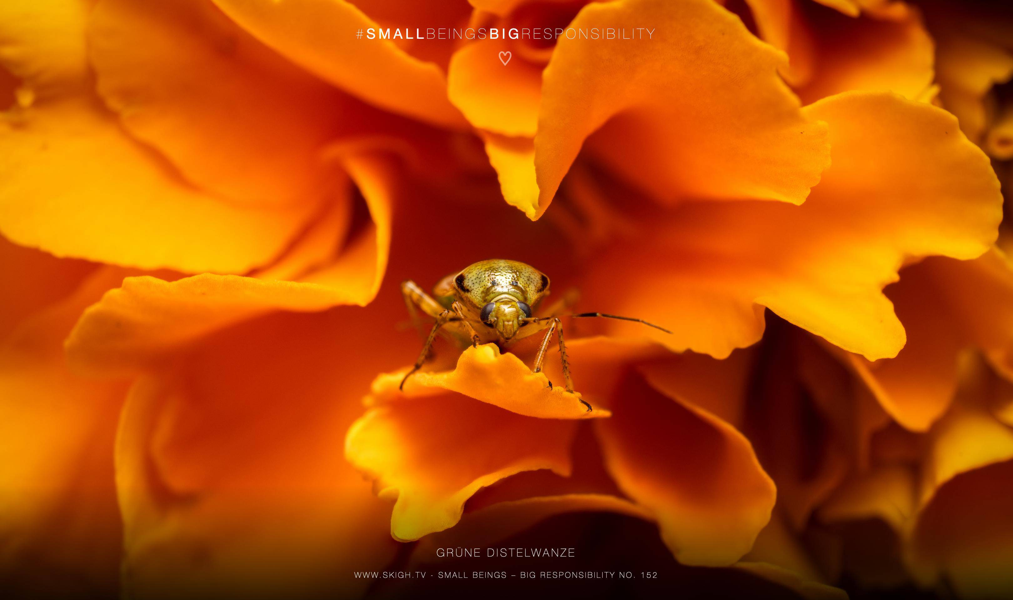 Grüne Distelwanze | 1/200s * f14 * ISO 200 * 90mm - FE 90mm F2.8 Macro G OSS - Sony α7R V Grüne Distelwanze