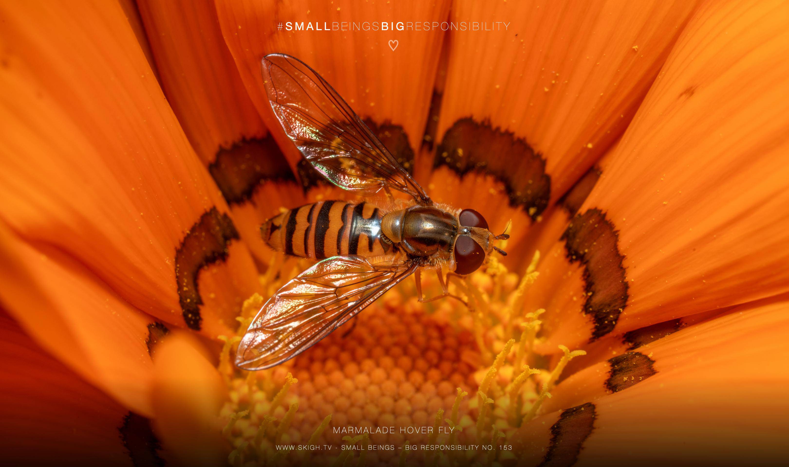 Marmalade Hover Fly | 1/200s * f14 * ISO 200 * 90mm - FE 90mm F2.8 Macro G OSS - Sony α7R V Marmalade Hover Fly