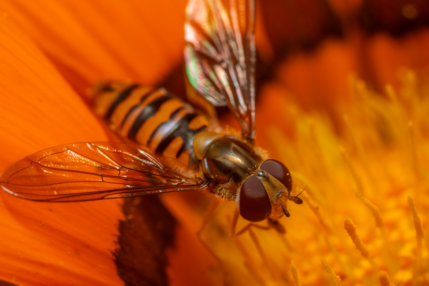 Marmalade Hover Fly | 1/200s * f14 * ISO 200 * 90mm - FE 90mm F2.8 Macro G OSS - Sony α7R V Marmalade Hover Fly