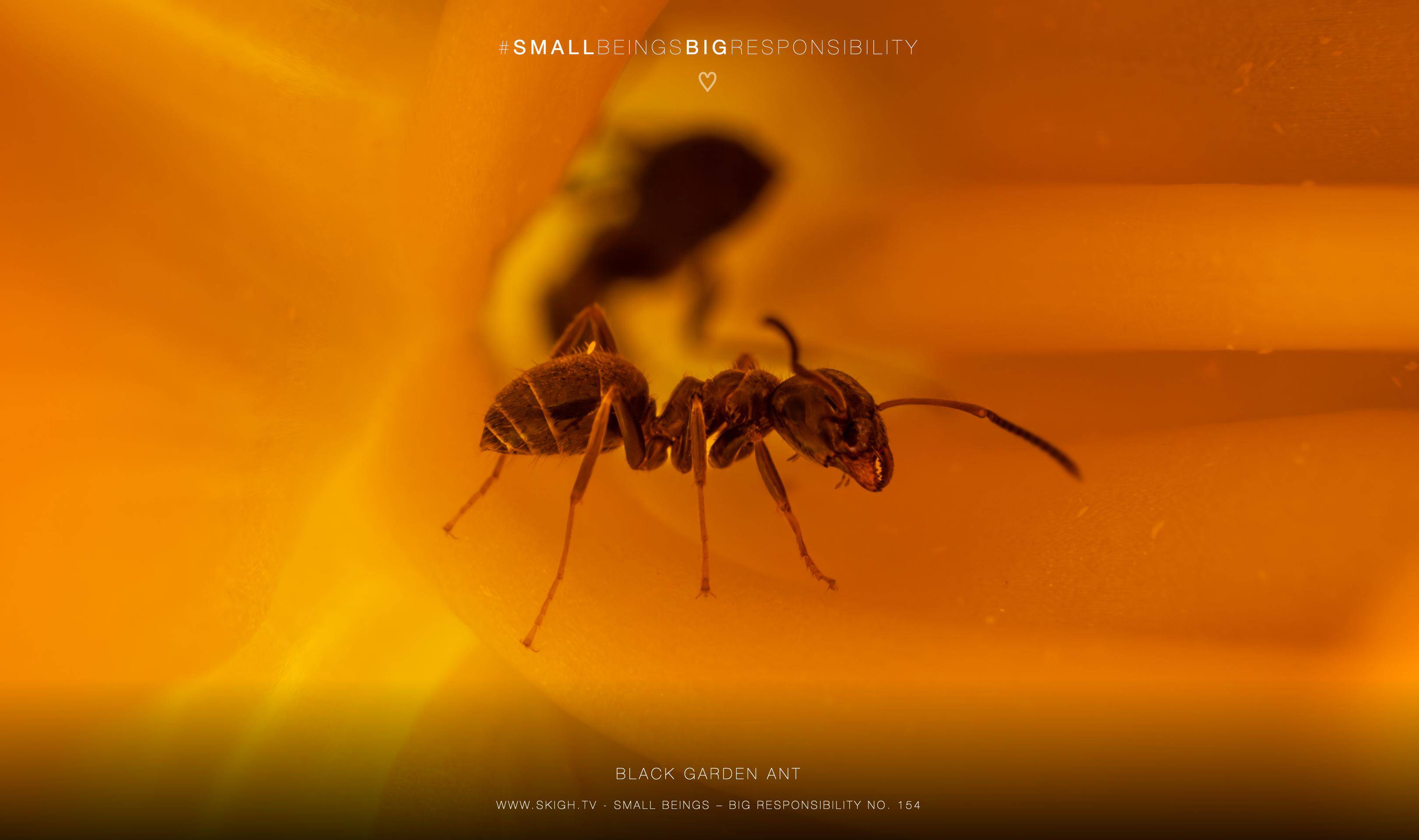 Black Garden Ant | 1/250s * f14 * ISO 400 * 90mm - FE 90mm F2.8 Macro G OSS - Sony α7R V Black Garden Ant