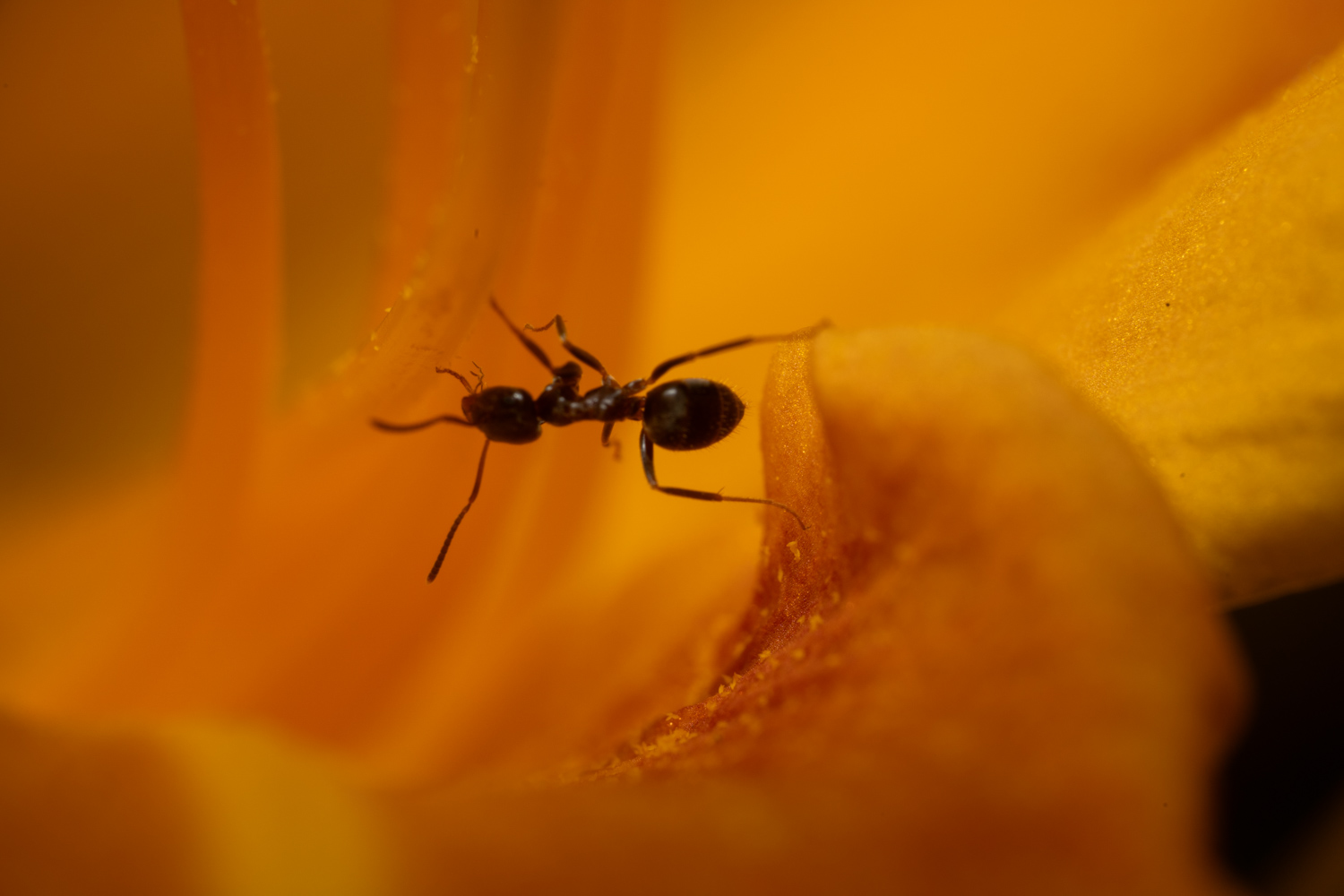 Black Garden Ant | 1/250s * f14 * ISO 400 * 90mm - FE 90mm F2.8 Macro G OSS - Sony α7R V Black Garden Ant