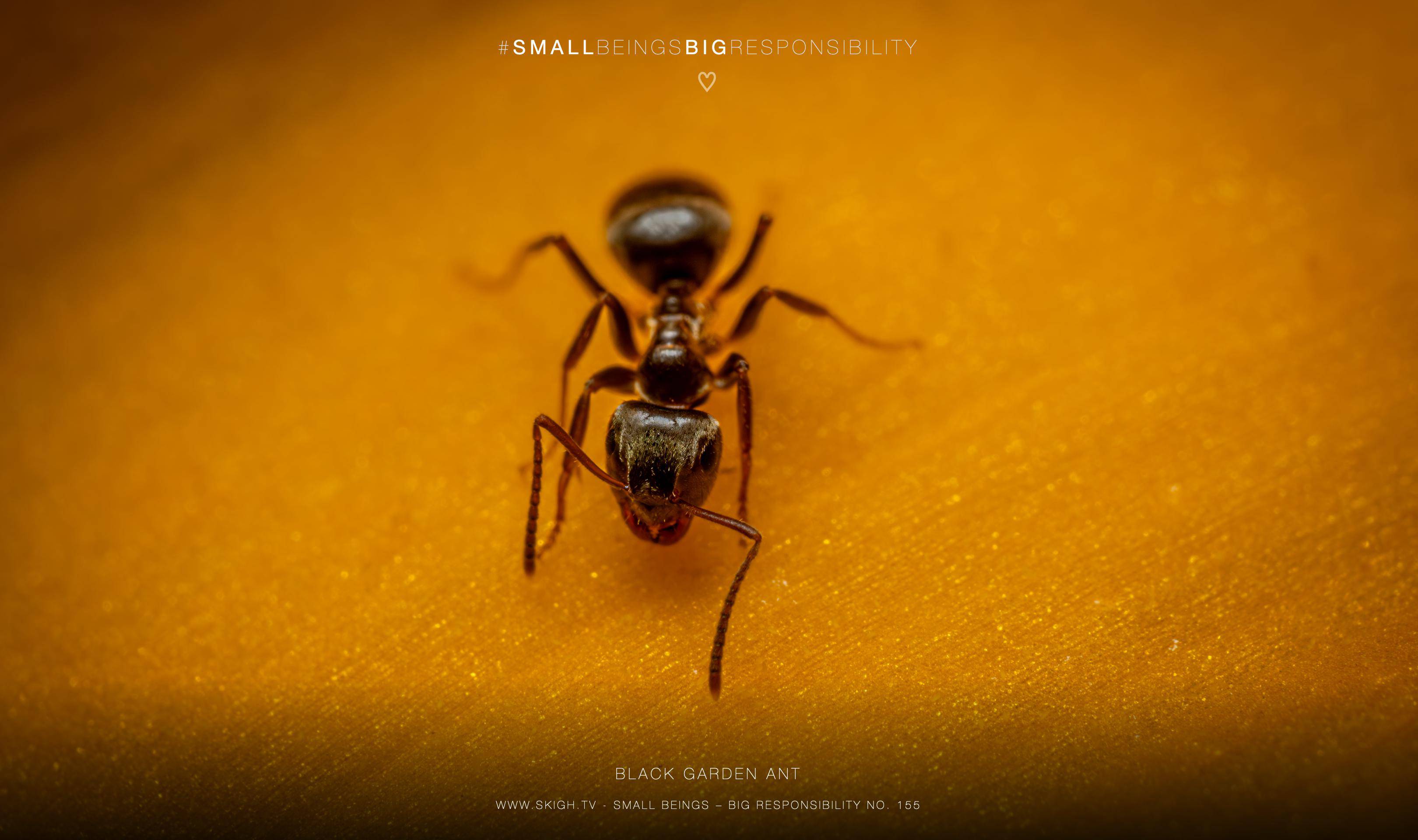 Black Garden Ant | 1/250s * f14 * ISO 400 * 90mm - FE 90mm F2.8 Macro G OSS - Sony α7R V Black Garden Ant