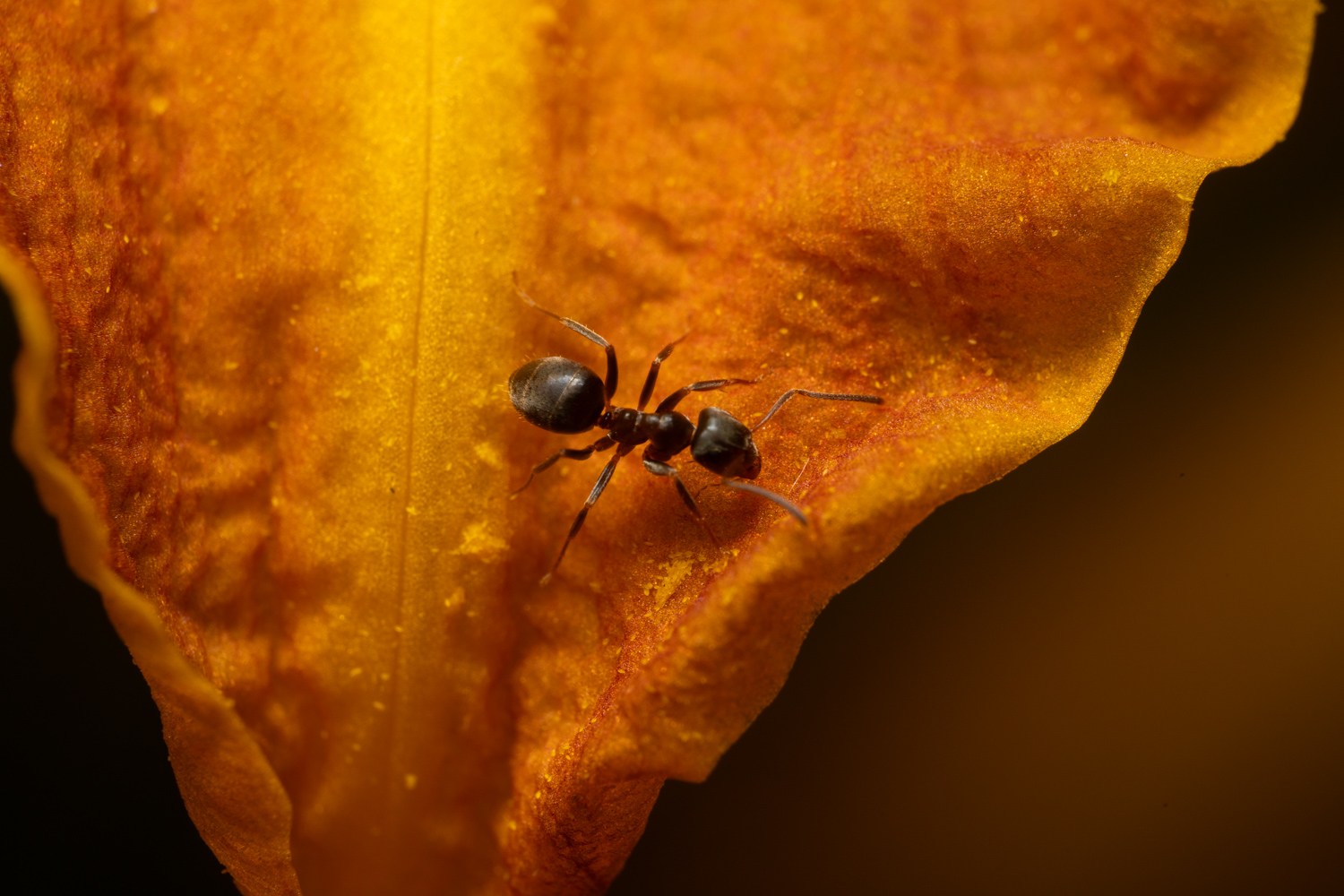 Black Garden Ant | 1/250s * f14 * ISO 400 * 90mm - FE 90mm F2.8 Macro G OSS - Sony α7R V Black Garden Ant