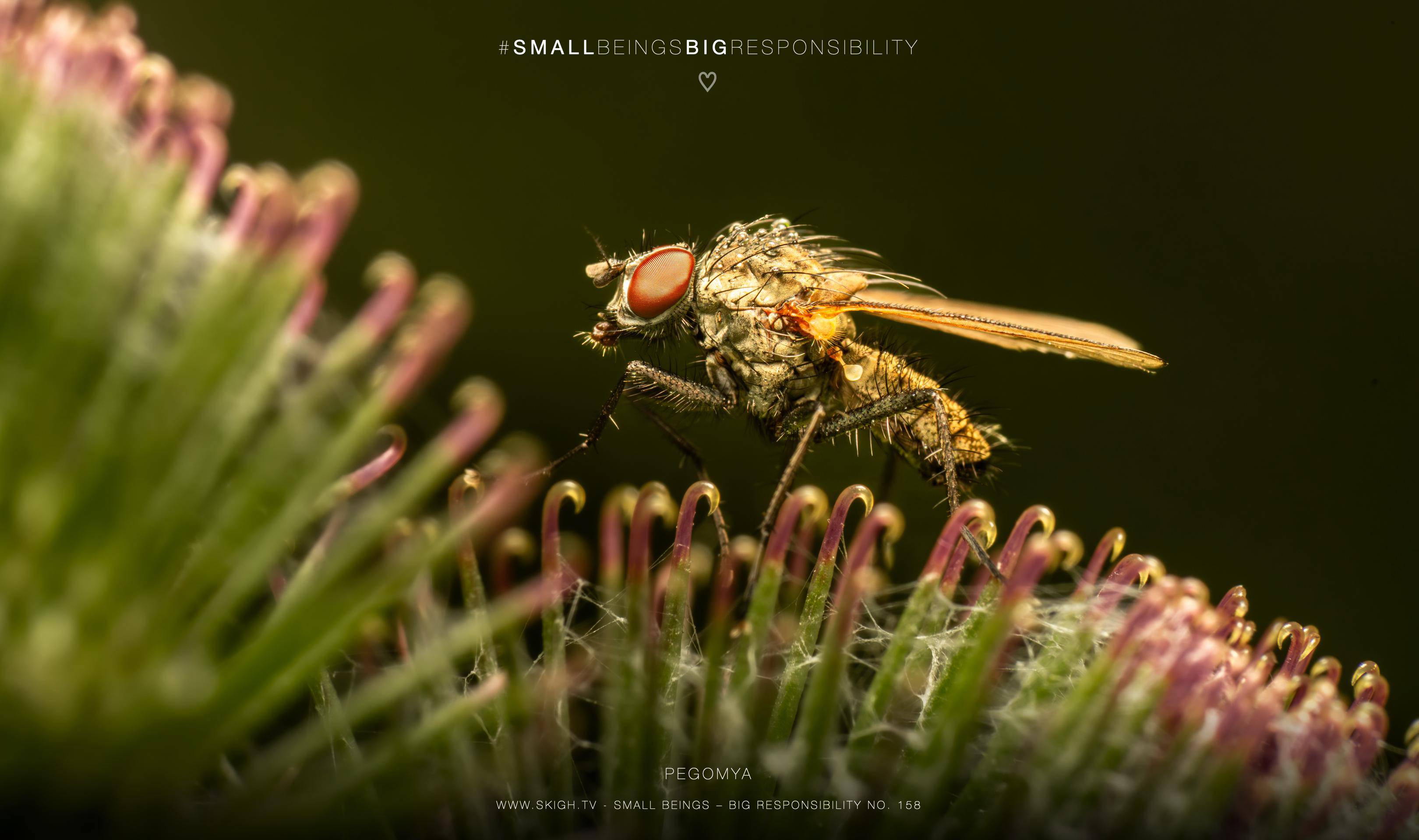 Pegomya | 1/250s * f14 * ISO 400 * 90mm - FE 90mm F2.8 Macro G OSS - Sony α7R V Pegomya