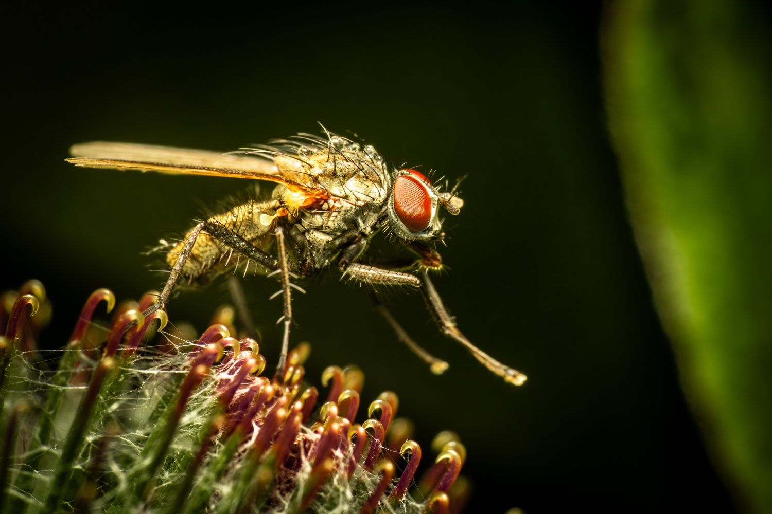 Pegomya | 1/250s * f14 * ISO 400 * 90mm - FE 90mm F2.8 Macro G OSS - Sony α7R V Pegomya