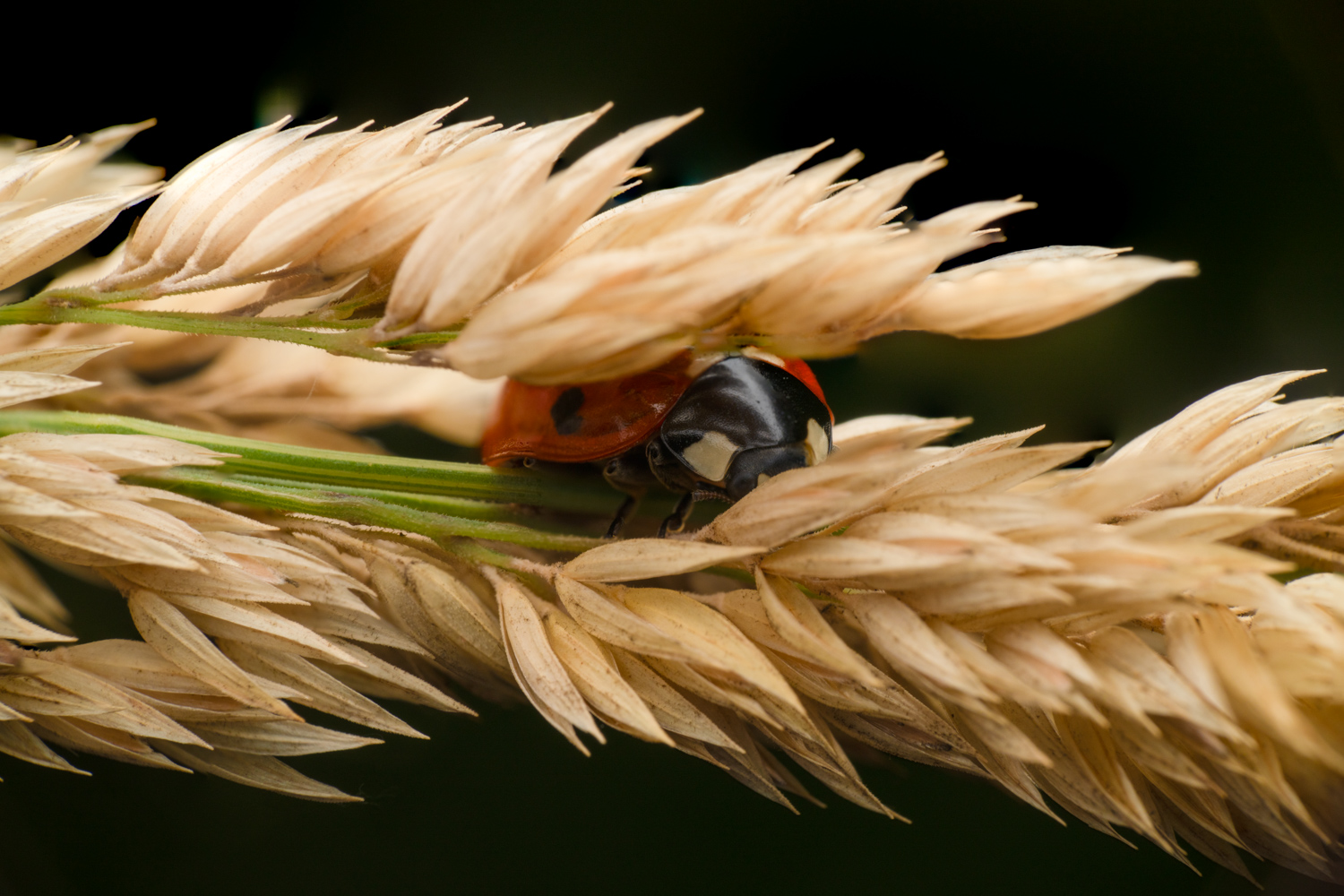Seven-spot ladybird | 1/160s * f14 * ISO 200 * 90mm - FE 90mm F2.8 Macro G OSS - Sony α7R V Seven-spot ladybird