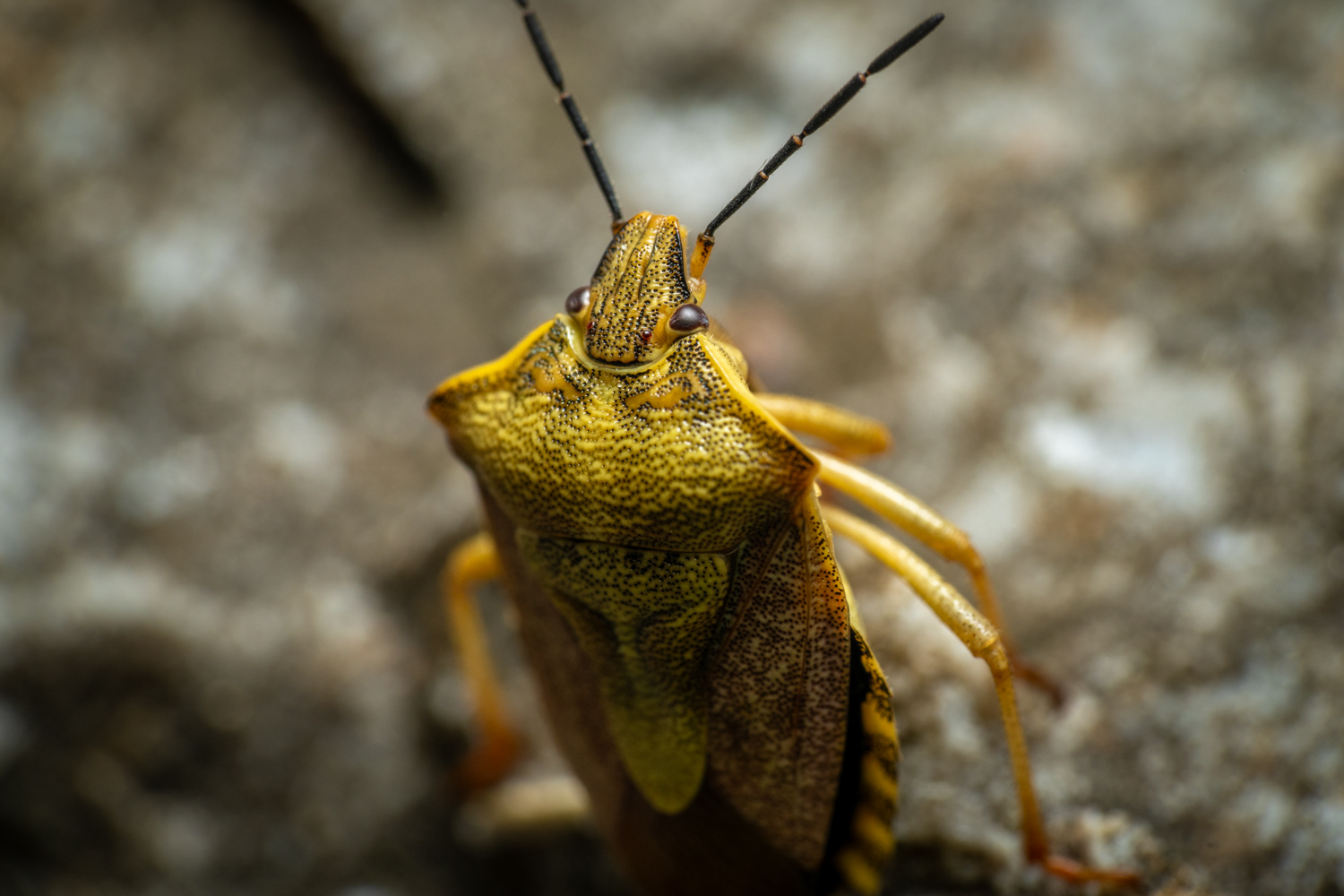 Black-shouldered Shieldbug | 1/250s * f13 * ISO 400 * 90mm - FE 90mm F2.8 Macro G OSS - Sony α7R V Black-shouldered Shieldbug