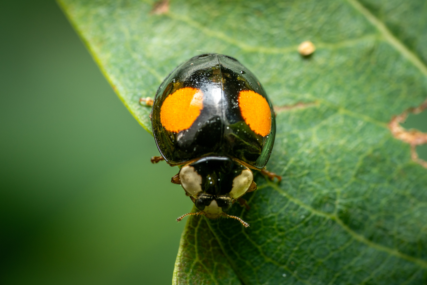 Kidney-spot Ladybird | 1/250s * f14 * ISO 400 * 90mm - FE 90mm F2.8 Macro G OSS - Sony α7R V Kidney-spot Ladybird