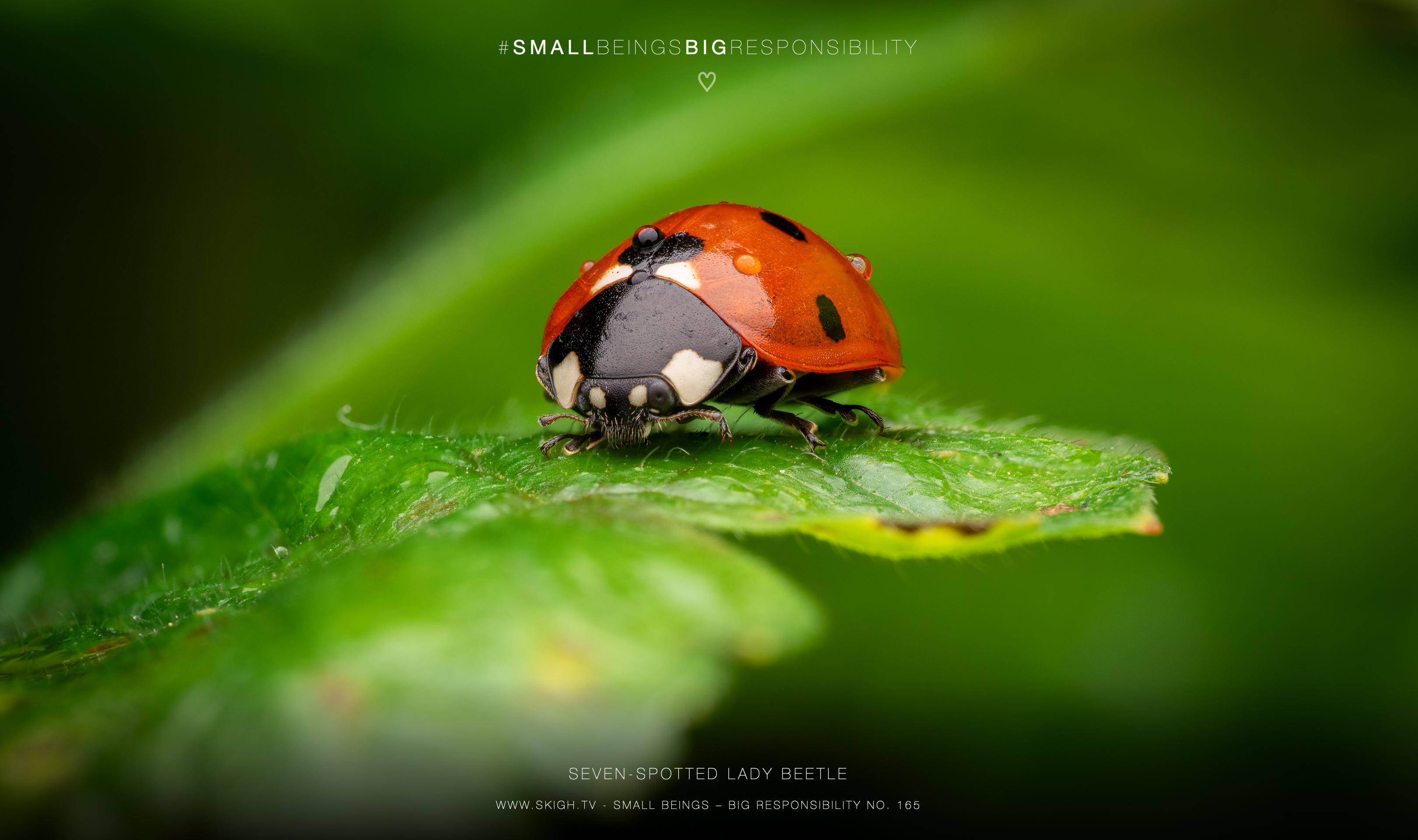 Seven-spotted Lady Beetle | 1/250s * f13 * ISO 200 * 90mm - FE 90mm F2.8 Macro G OSS - Sony α7R V Seven-spotted Lady Beetle