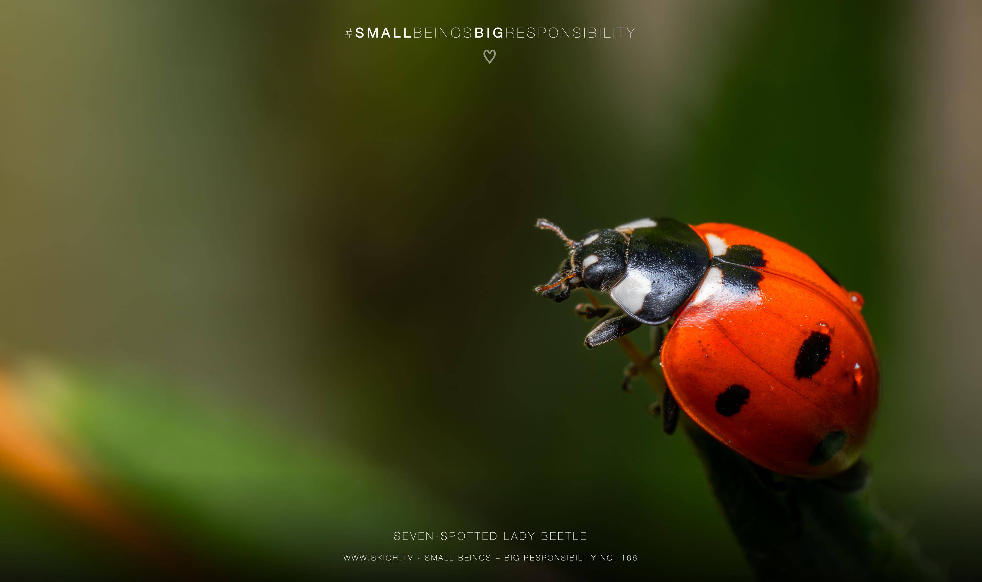 Seven-spotted Lady Beetle | 1/200s * f16 * ISO 400 * 90mm - FE 90mm F2.8 Macro G OSS - Sony α7R V Seven-spotted Lady Beetle