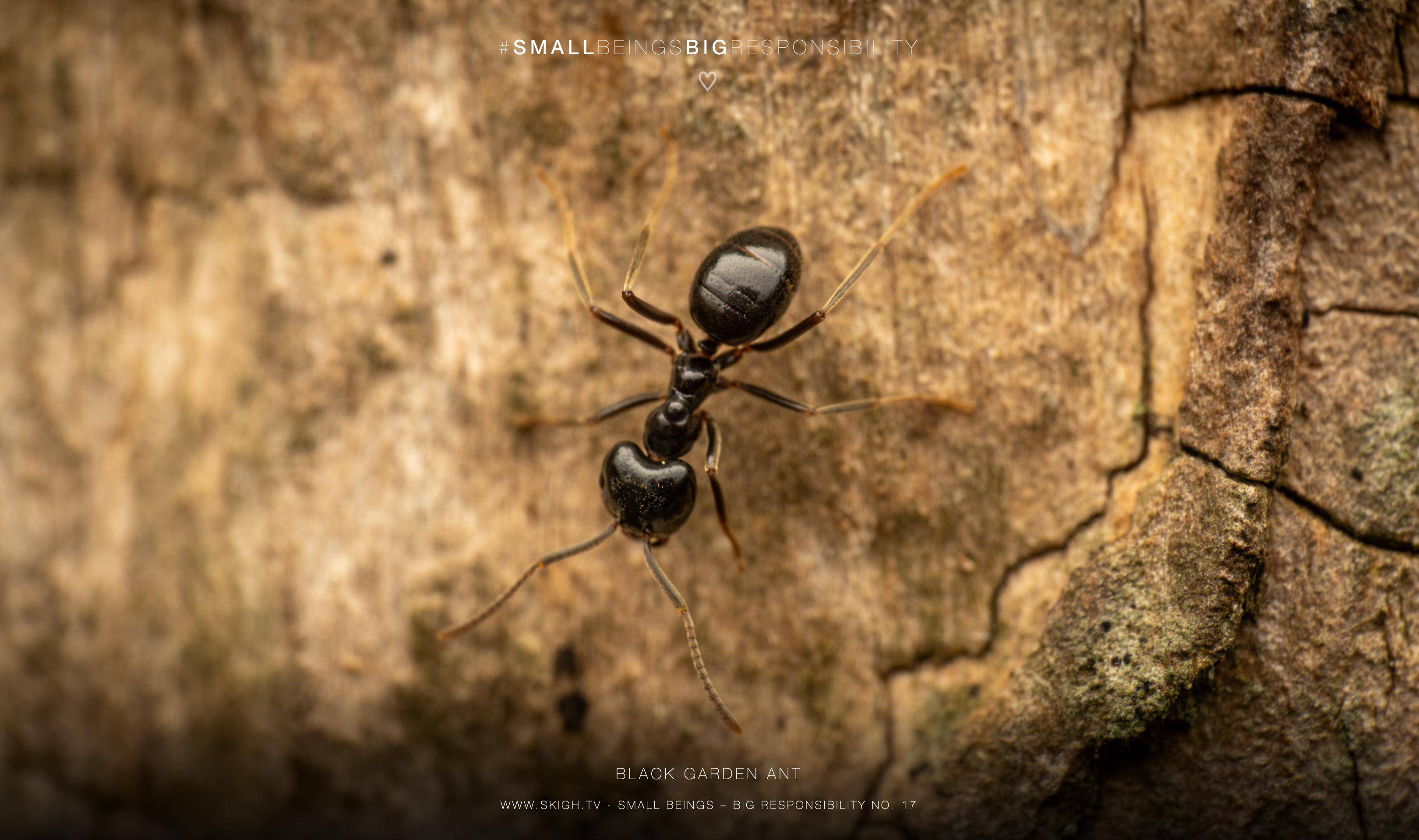 Black garden ant | 1/160s * f14 * ISO 200 * 90mm - FE 90mm F2.8 Macro G OSS - Sony α7R V Black garden ant