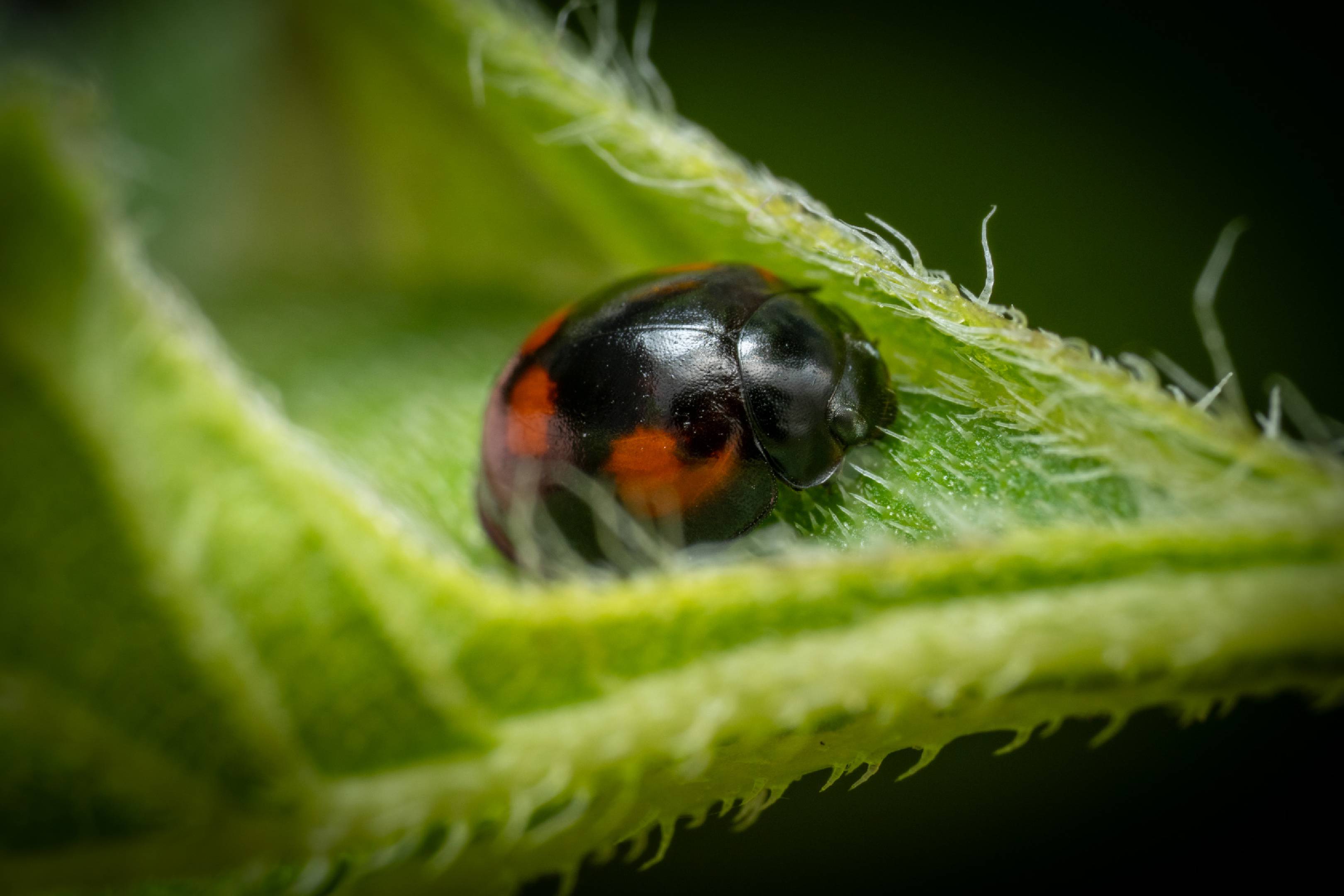 Pine Ladybird | Pine Ladybird