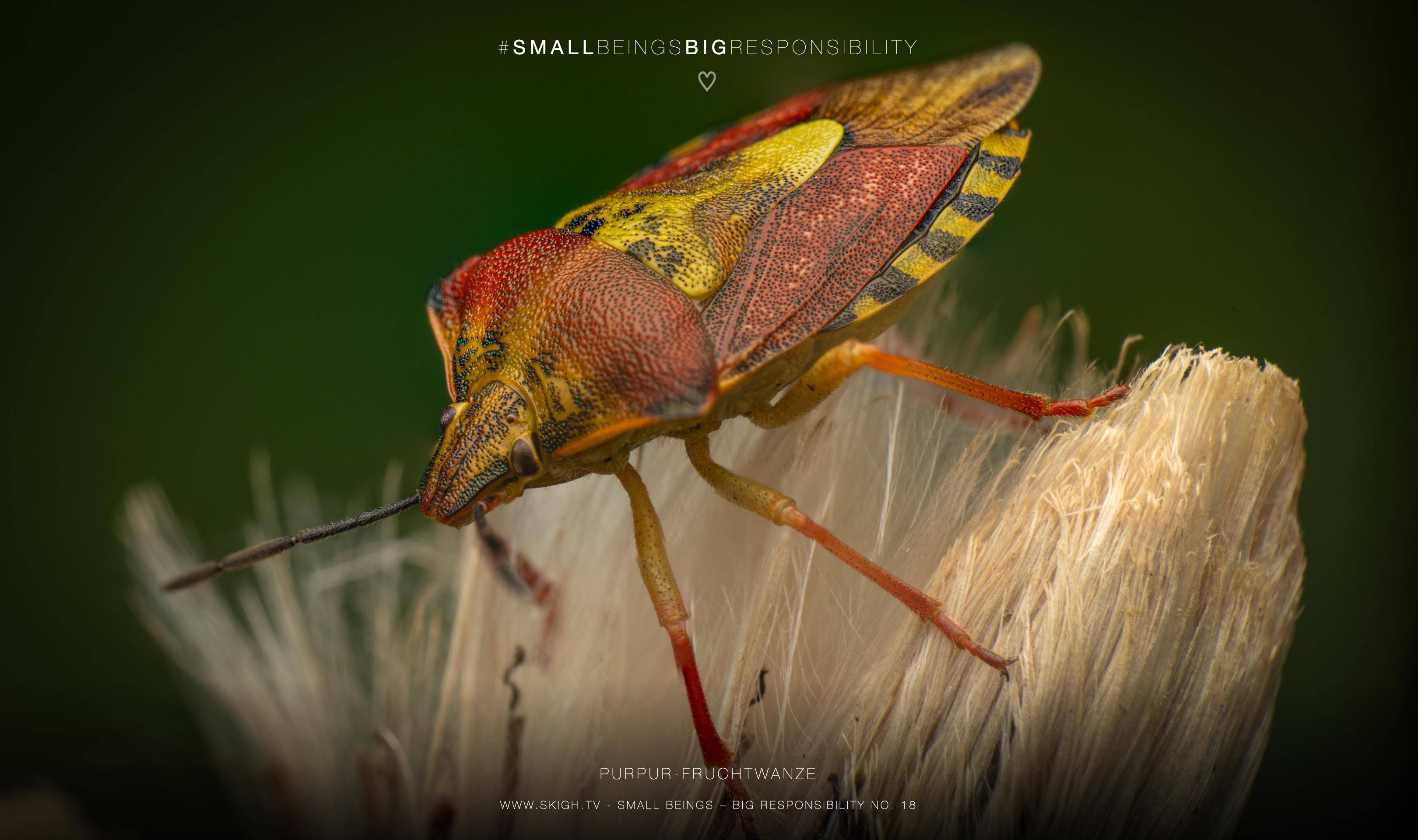 Purpur-Fruchtwanze | 1/160s * f14 * ISO 200 * 90mm - FE 90mm F2.8 Macro G OSS - Sony α7R V Purpur-Fruchtwanze