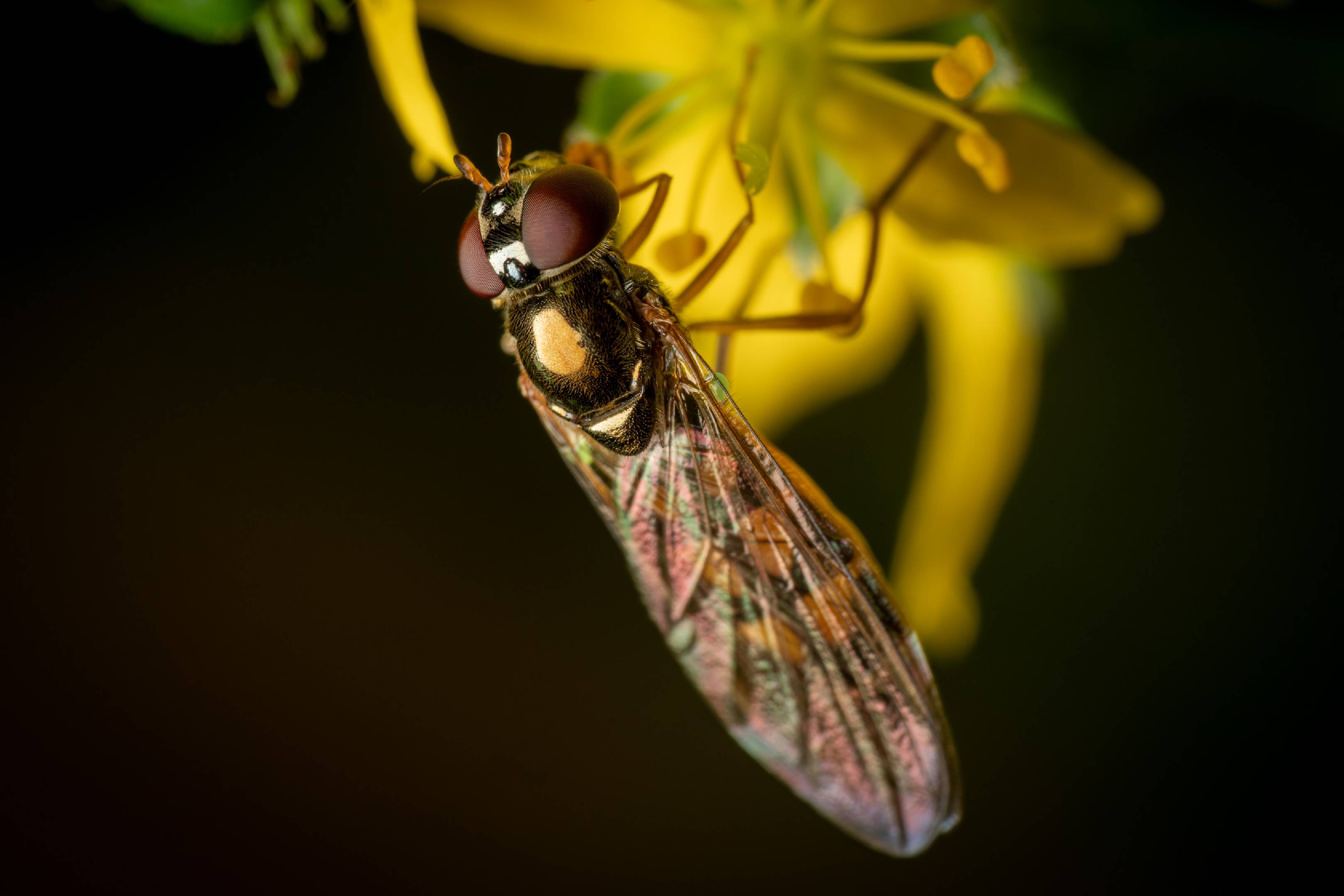 Variable Duskyface Fly | Variable Duskyface Fly