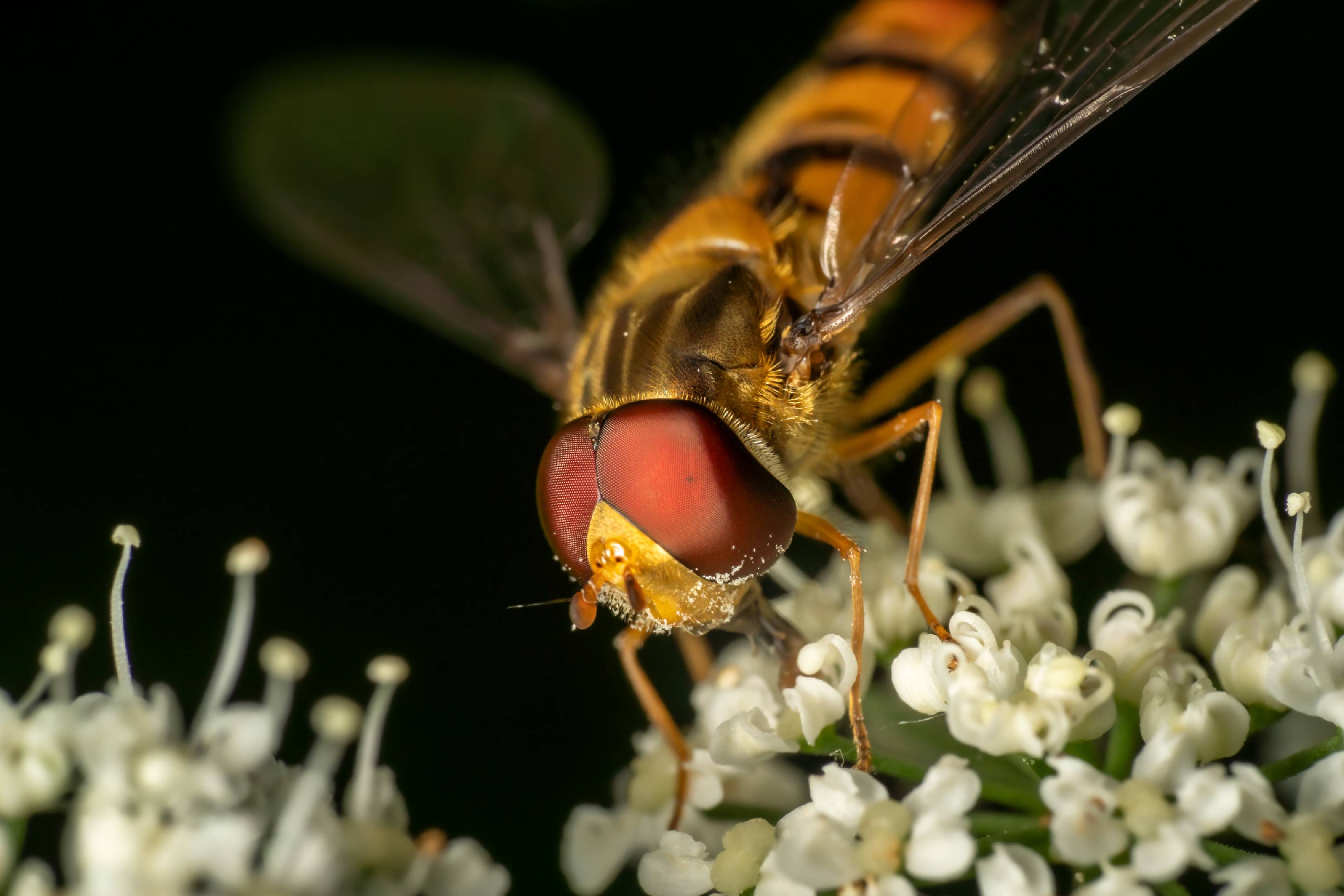 Marmalade Hover Fly | Marmalade Hover Fly