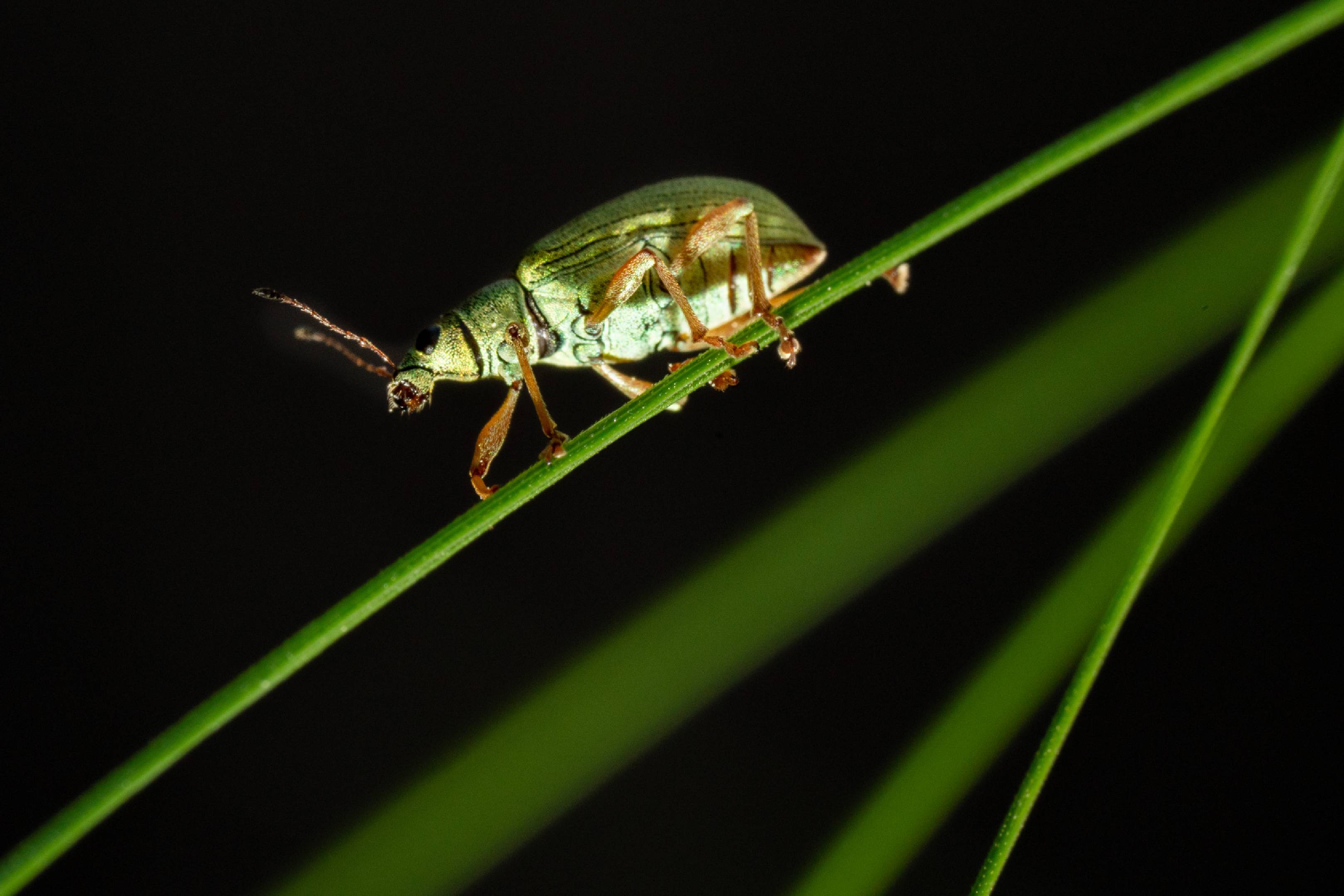 Green Immigrant Leaf Weevil | Green Immigrant Leaf Weevil
