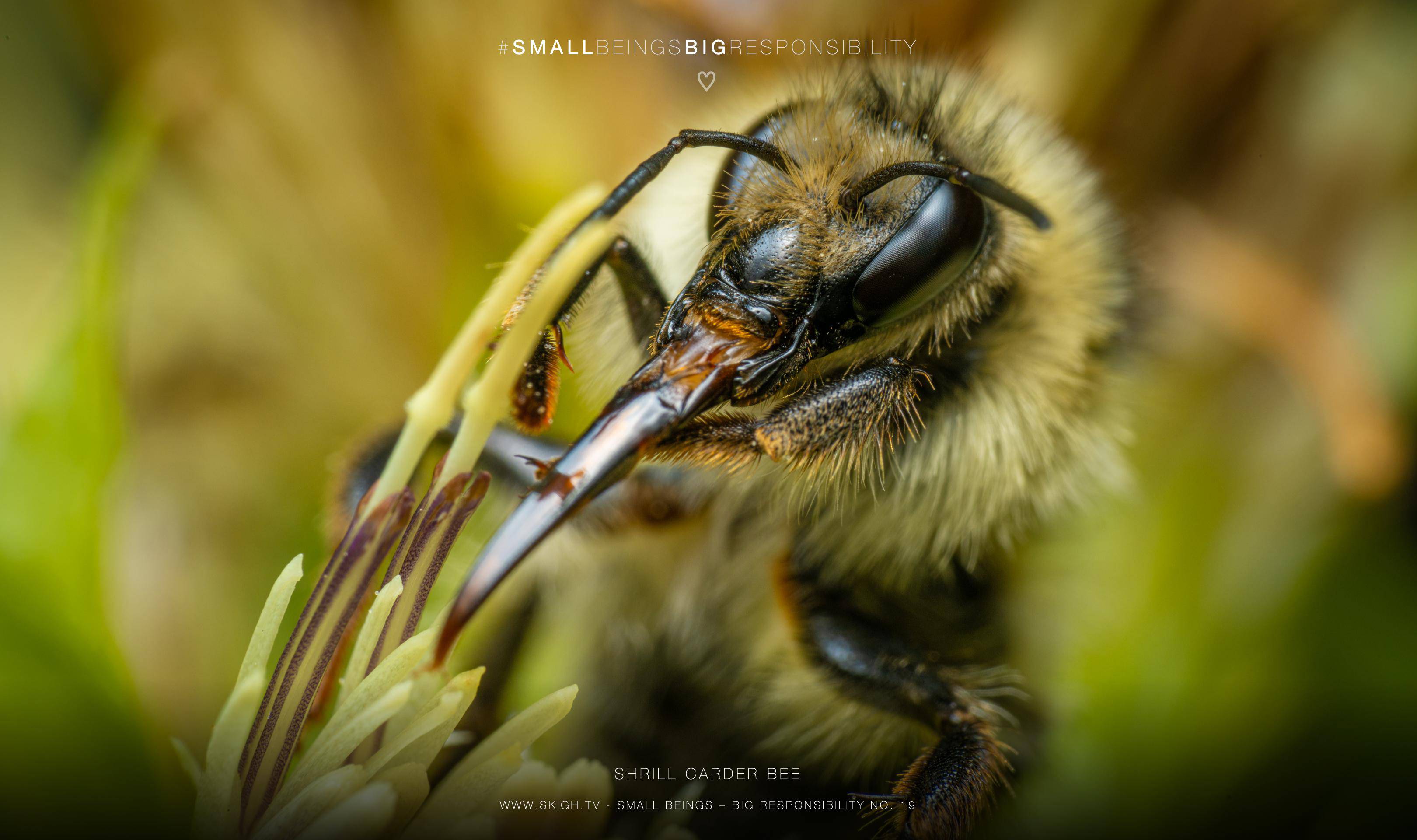 Shrill carder bee | 1/160s * f14 * ISO 200 * 90mm - FE 90mm F2.8 Macro G OSS - Sony α7R V Shrill carder bee