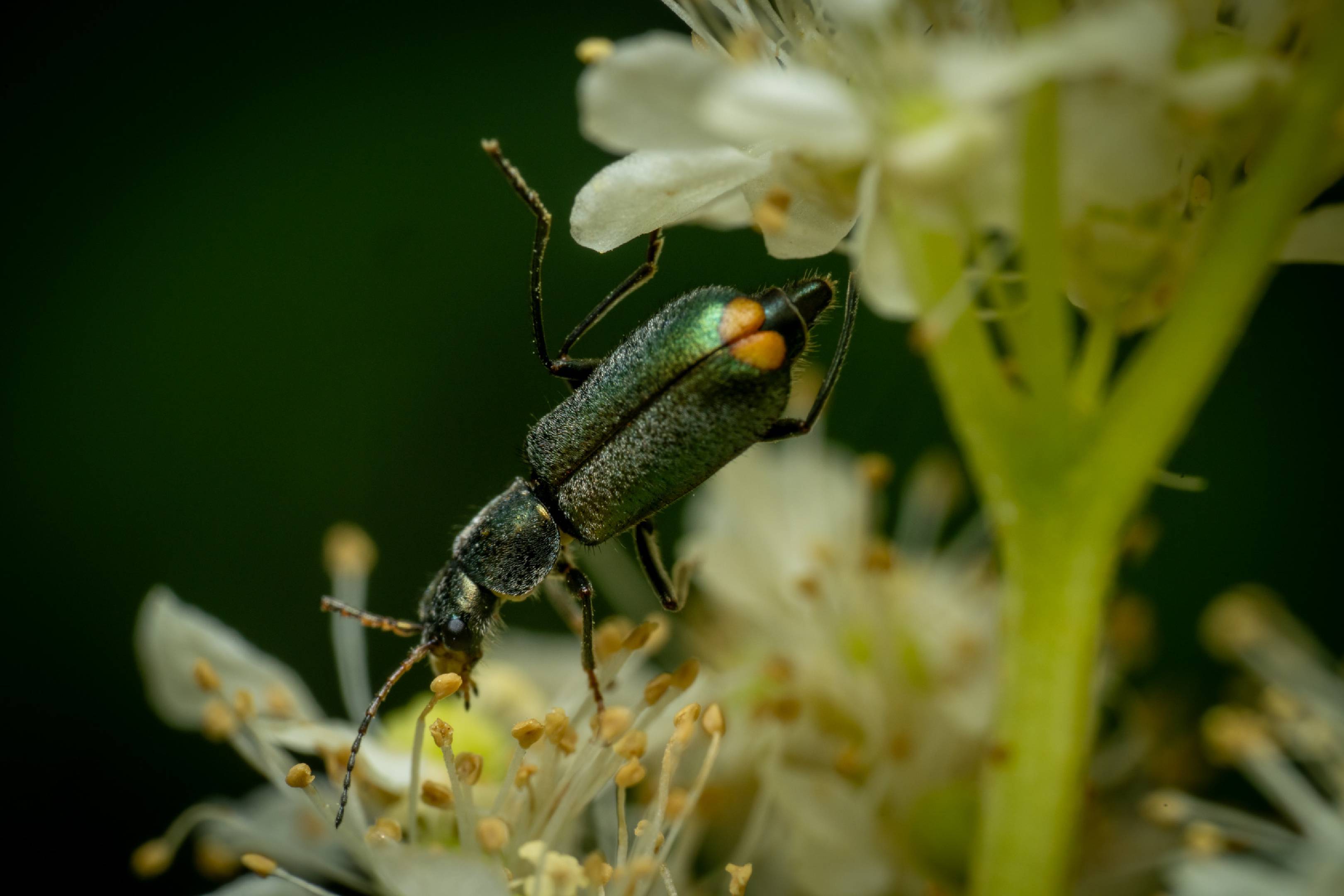 Common Malachite-beetle | Common Malachite-beetle