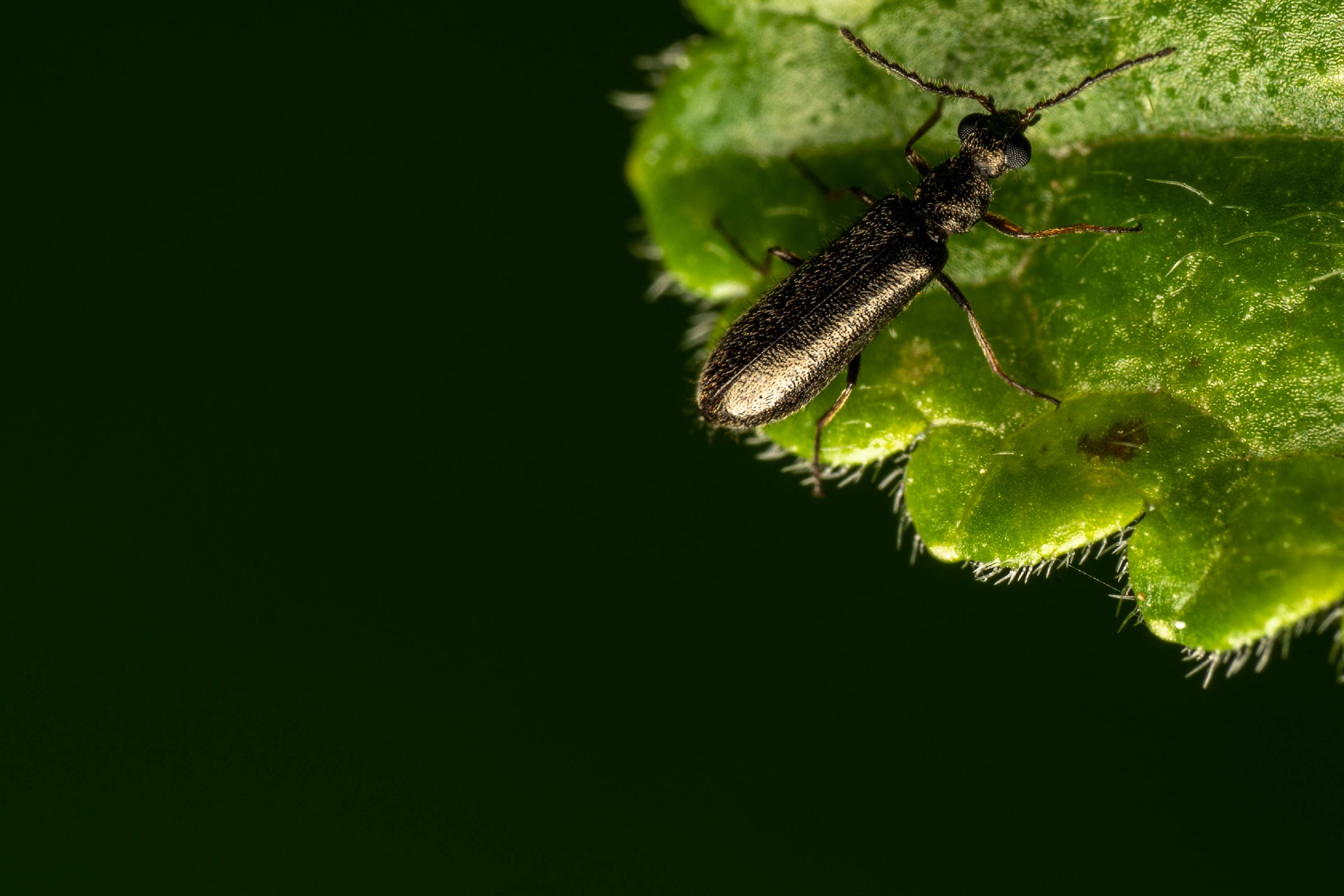 Dasytes aeratus | Dasytes aeratus