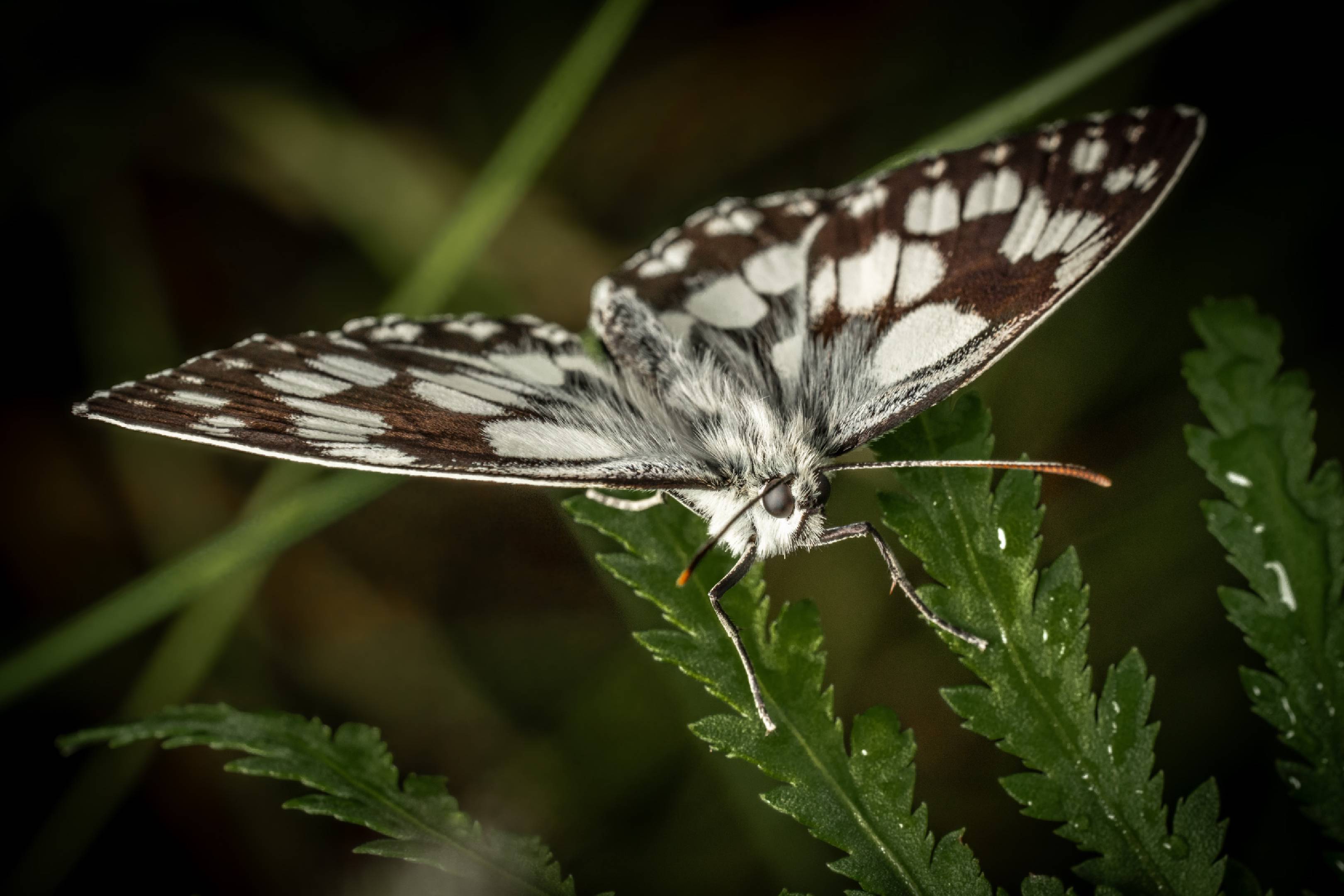Marbled White | Marbled White
